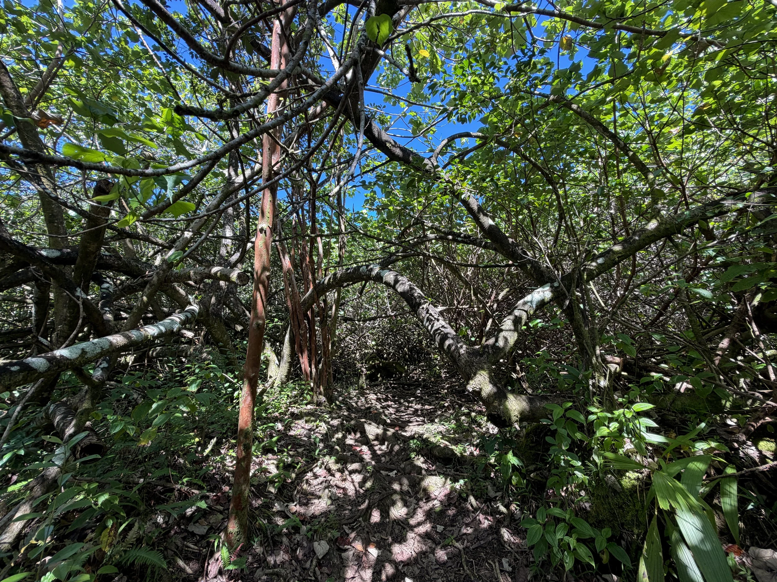 Kulanaahane Trail Oahu Hawaii