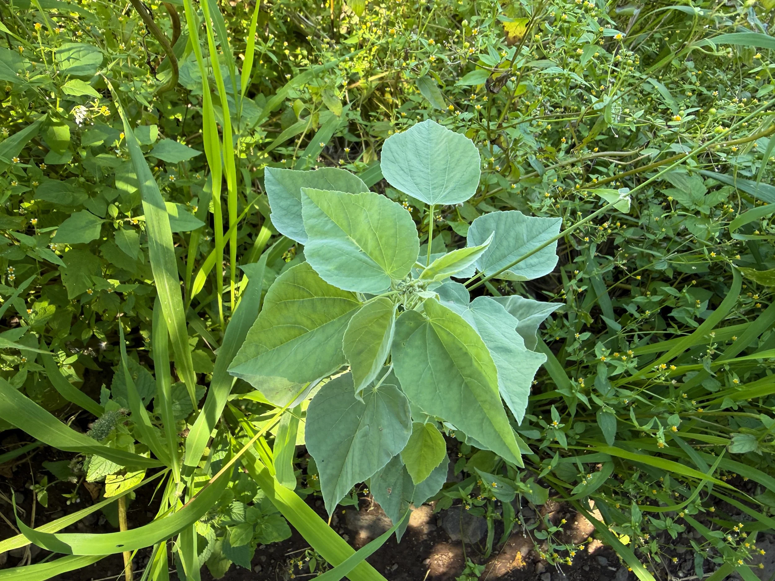 Mao Abutilon incanum