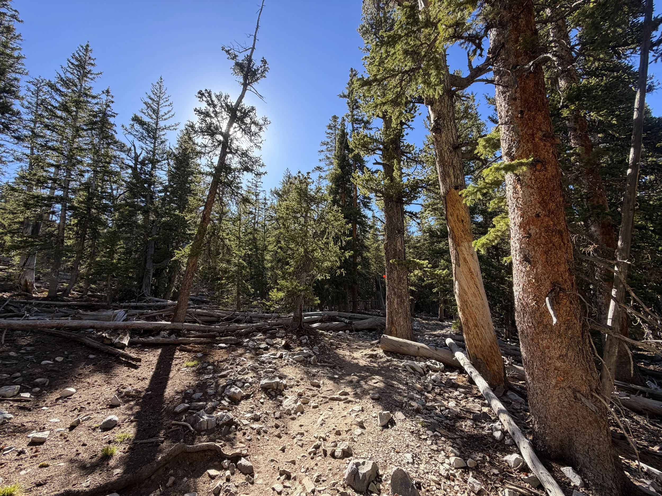 Alpine Lakes Loop Trail Great Basin National Park Nevada