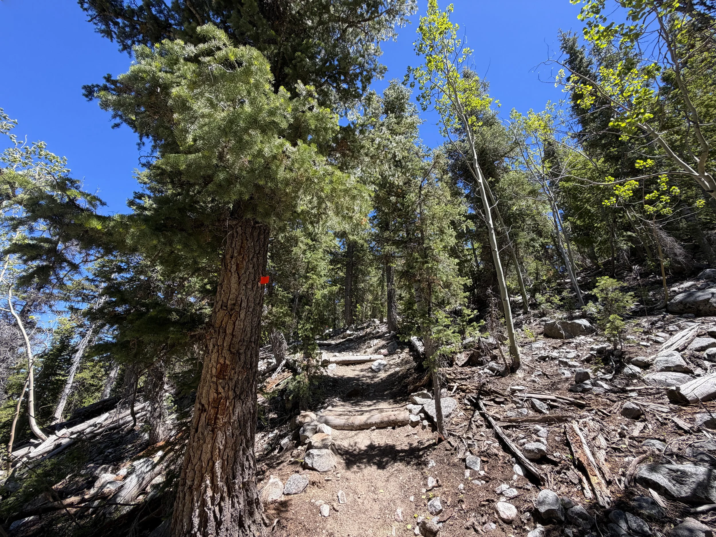 Baker Creek Loop Trail Great Basin National Park Nevada
