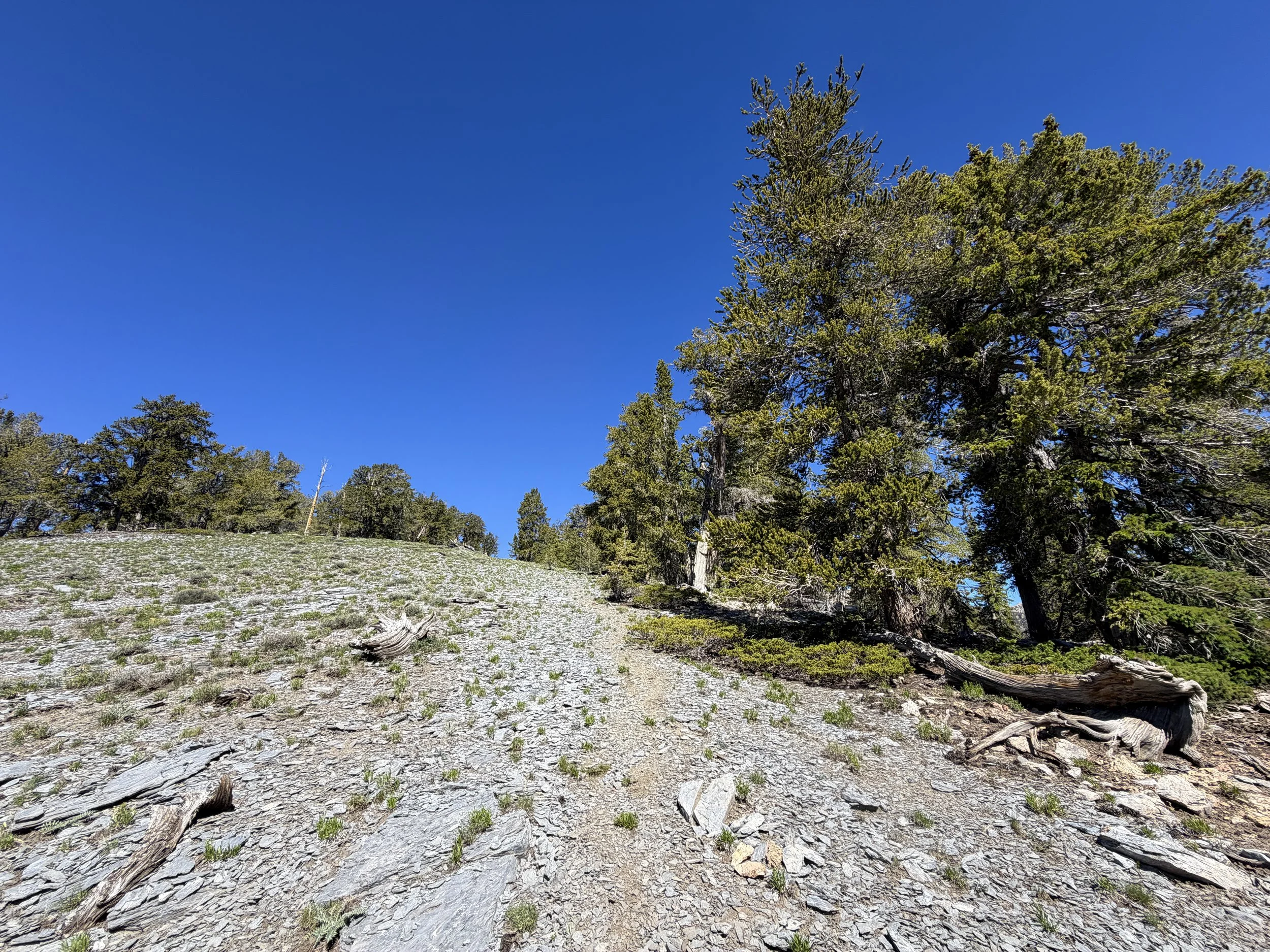 Snake Divide Trail to Mt. Washington Great Basin National Park Nevada