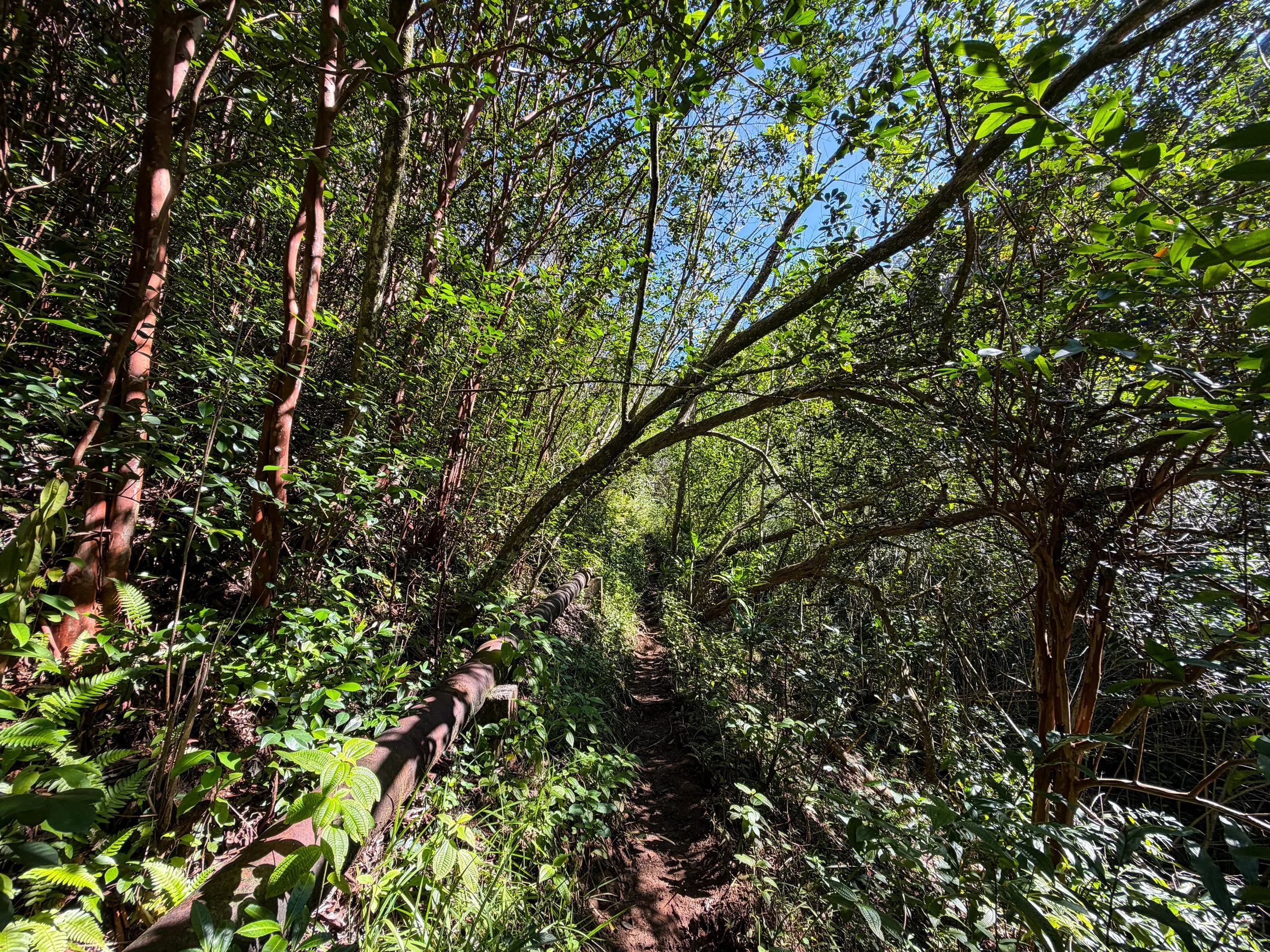 Kaau Crater Hike Oahu Hawaii