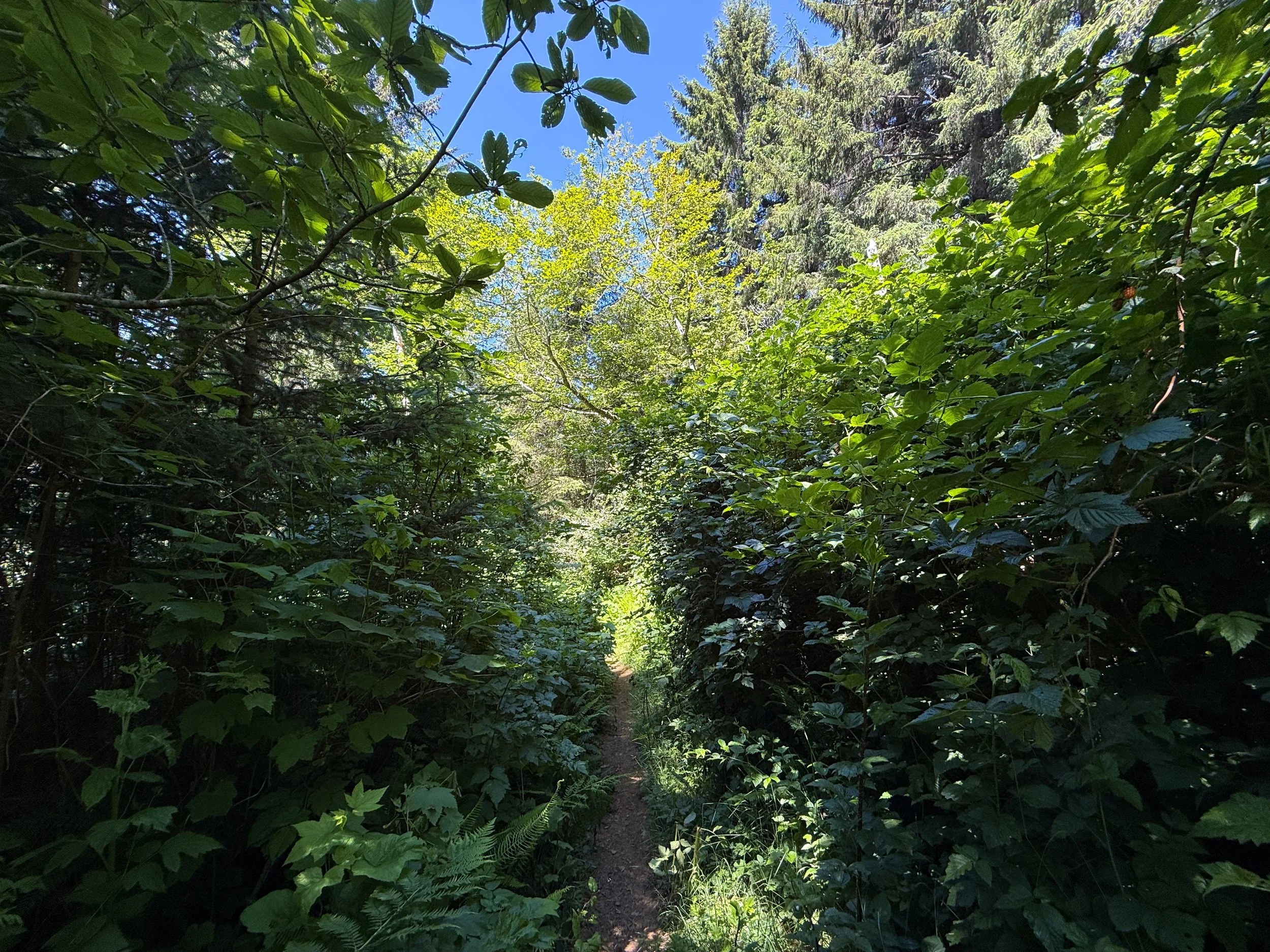 Ossagon Trail to Gold Bluffs Beach Prairie Creek Redwoods State Park California