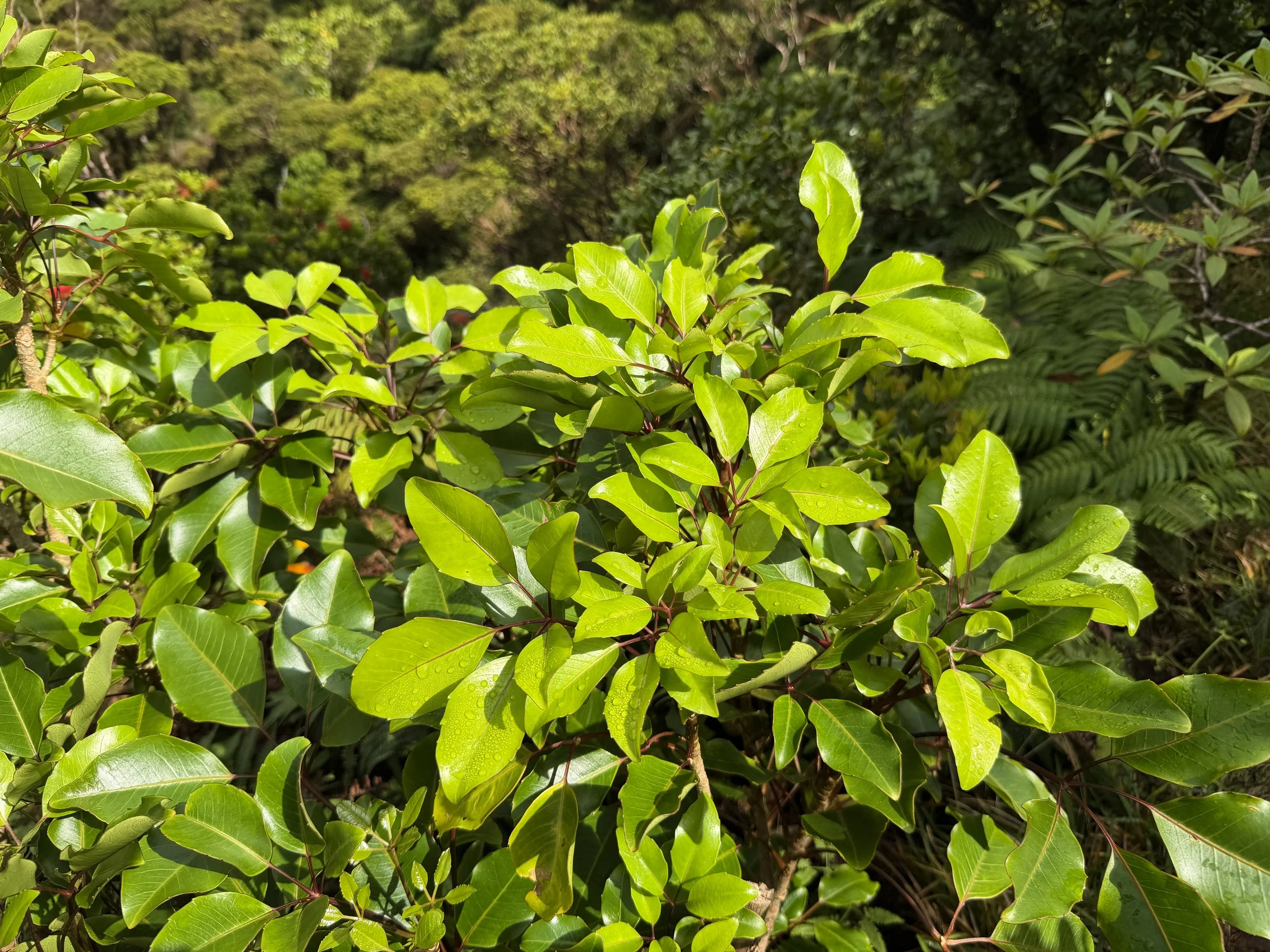 Olapa Cheirodendron trigynum subsp. trigynum