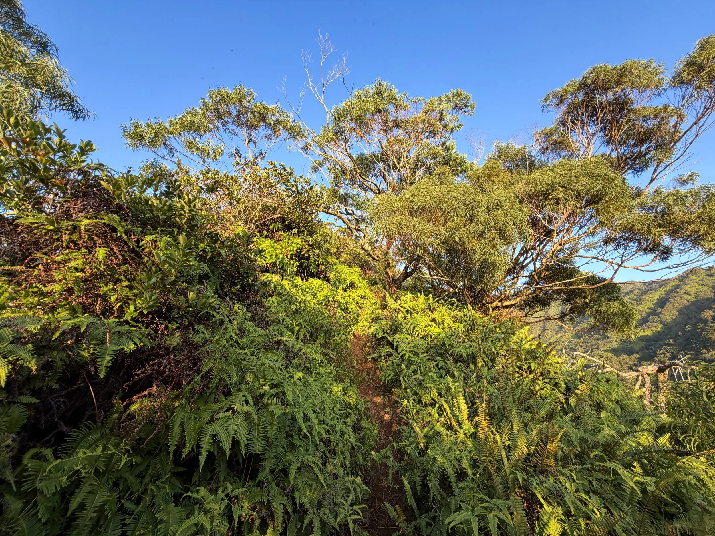 Moanalua Middle Ridge Trail to Stairway to Heaven Oahu Hawaii