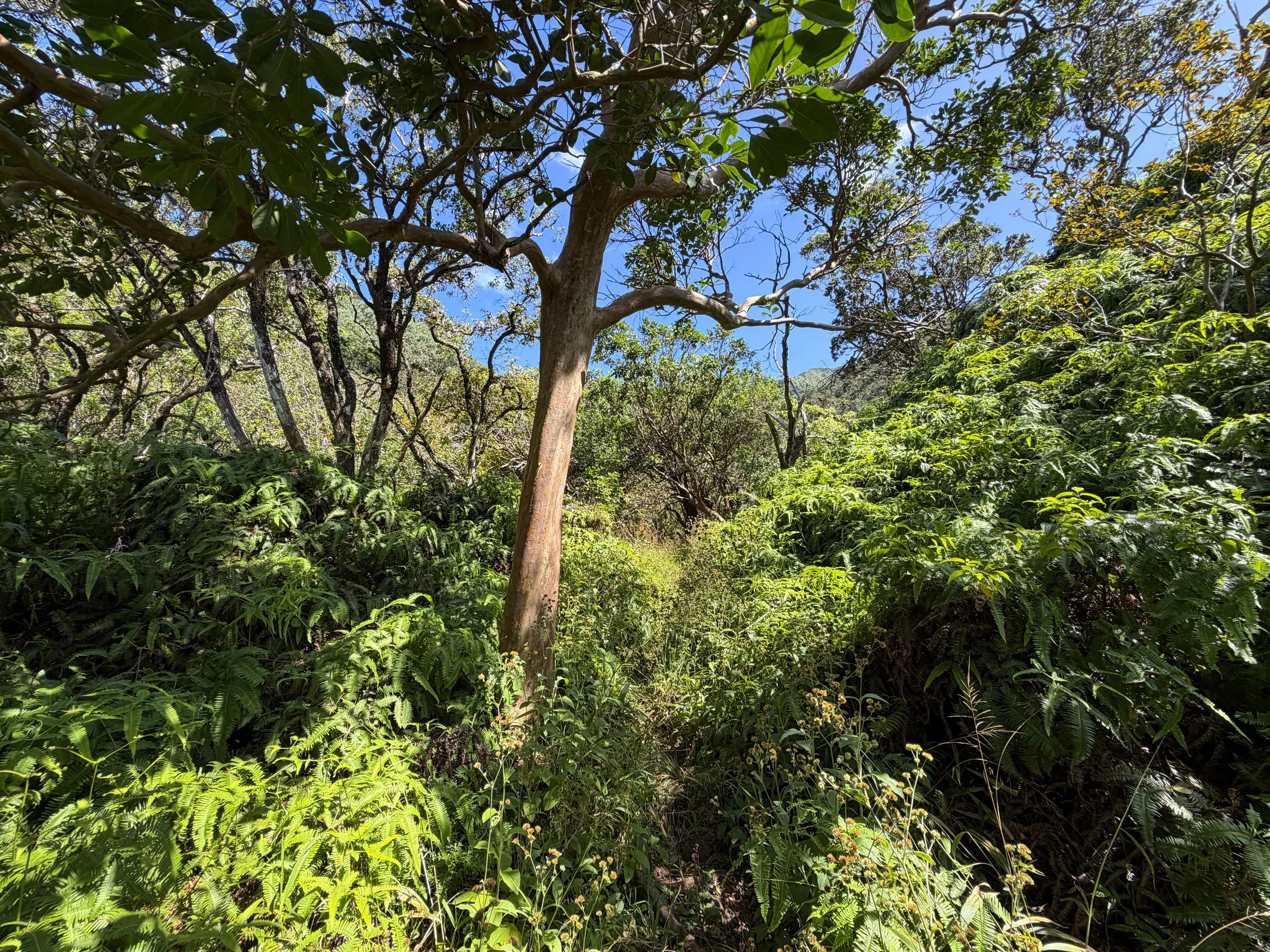 Kulanaahane Trail Oahu Hawaii