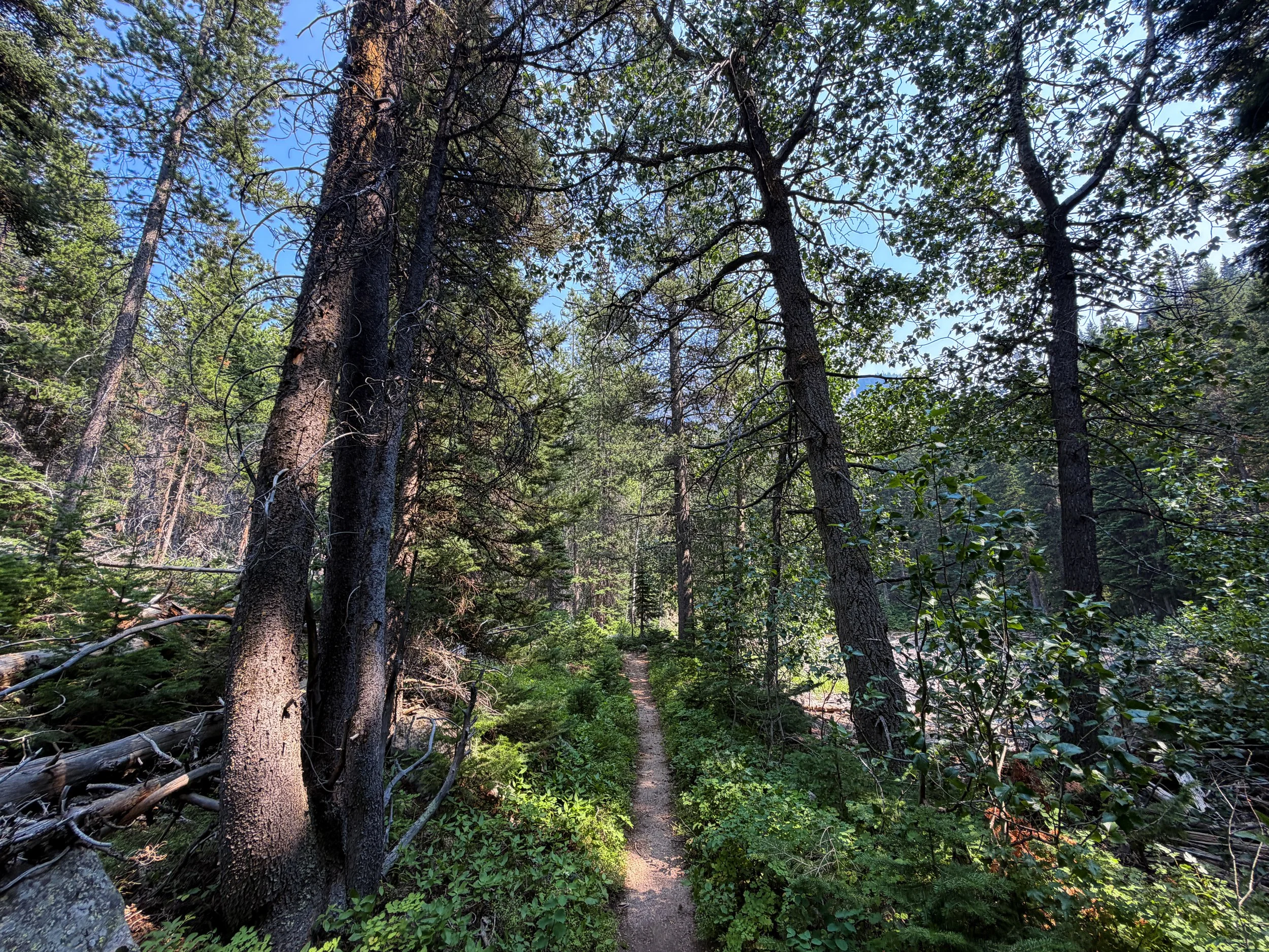 Beaten Path Trail Beartooth Mountains Montana