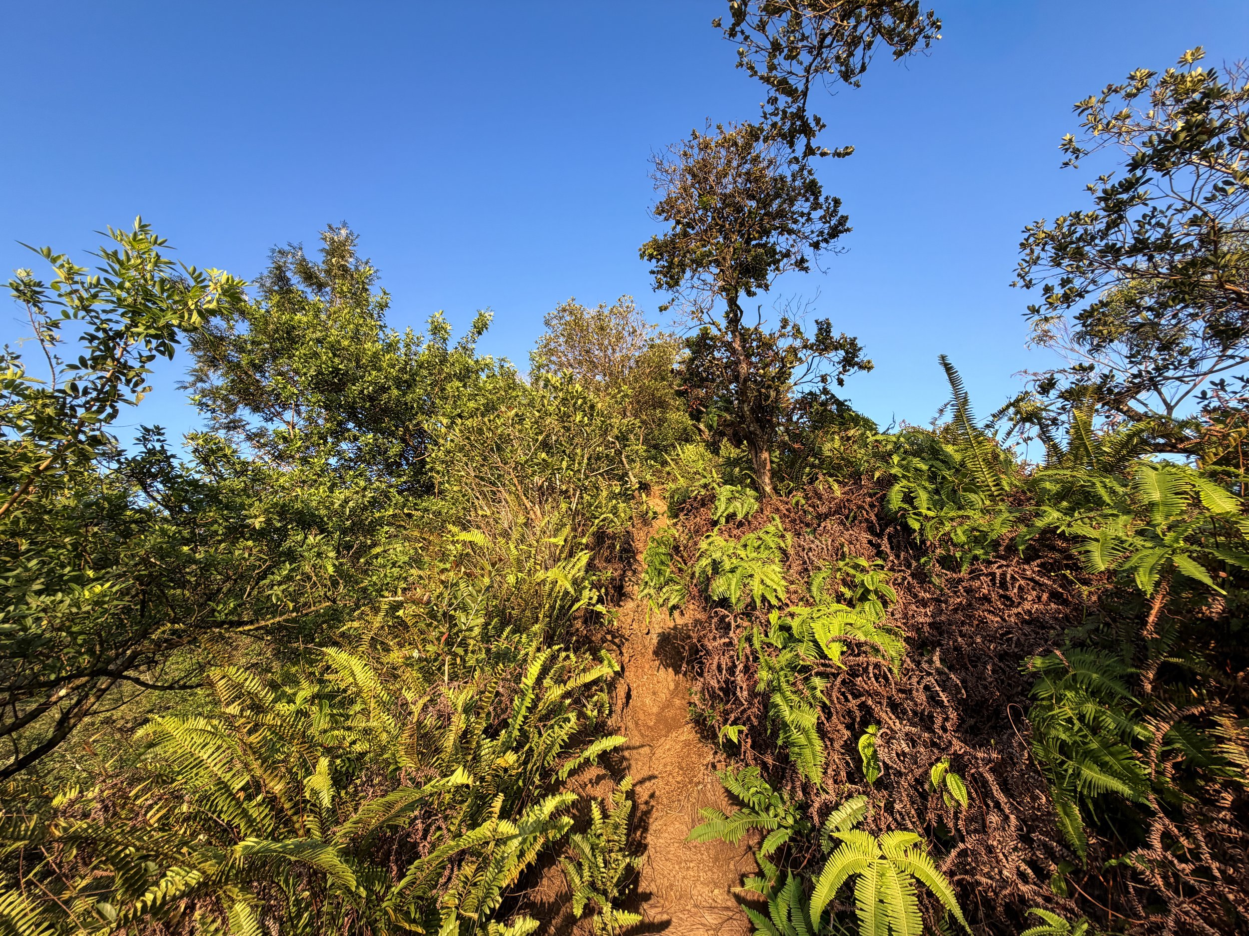 Moanalua Middle Ridge Trail to Stairway to Heaven Oahu Hawaii