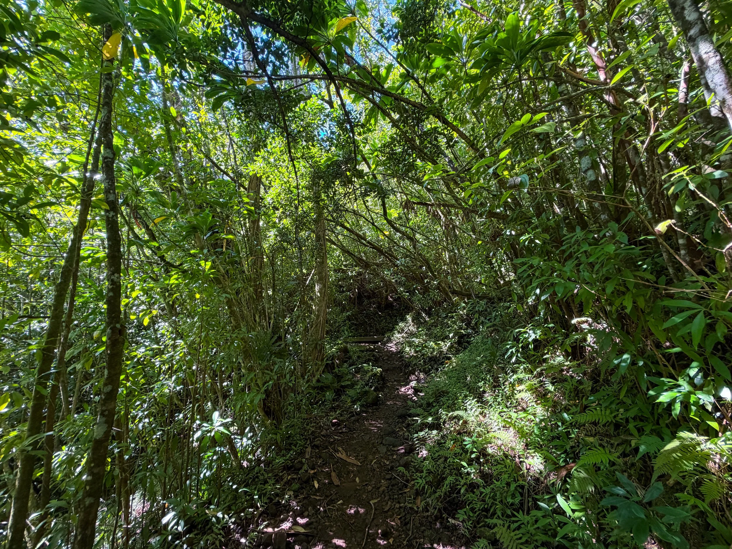 Aihualama Trail to Pauoa Flats Bench Oahu Hawaii