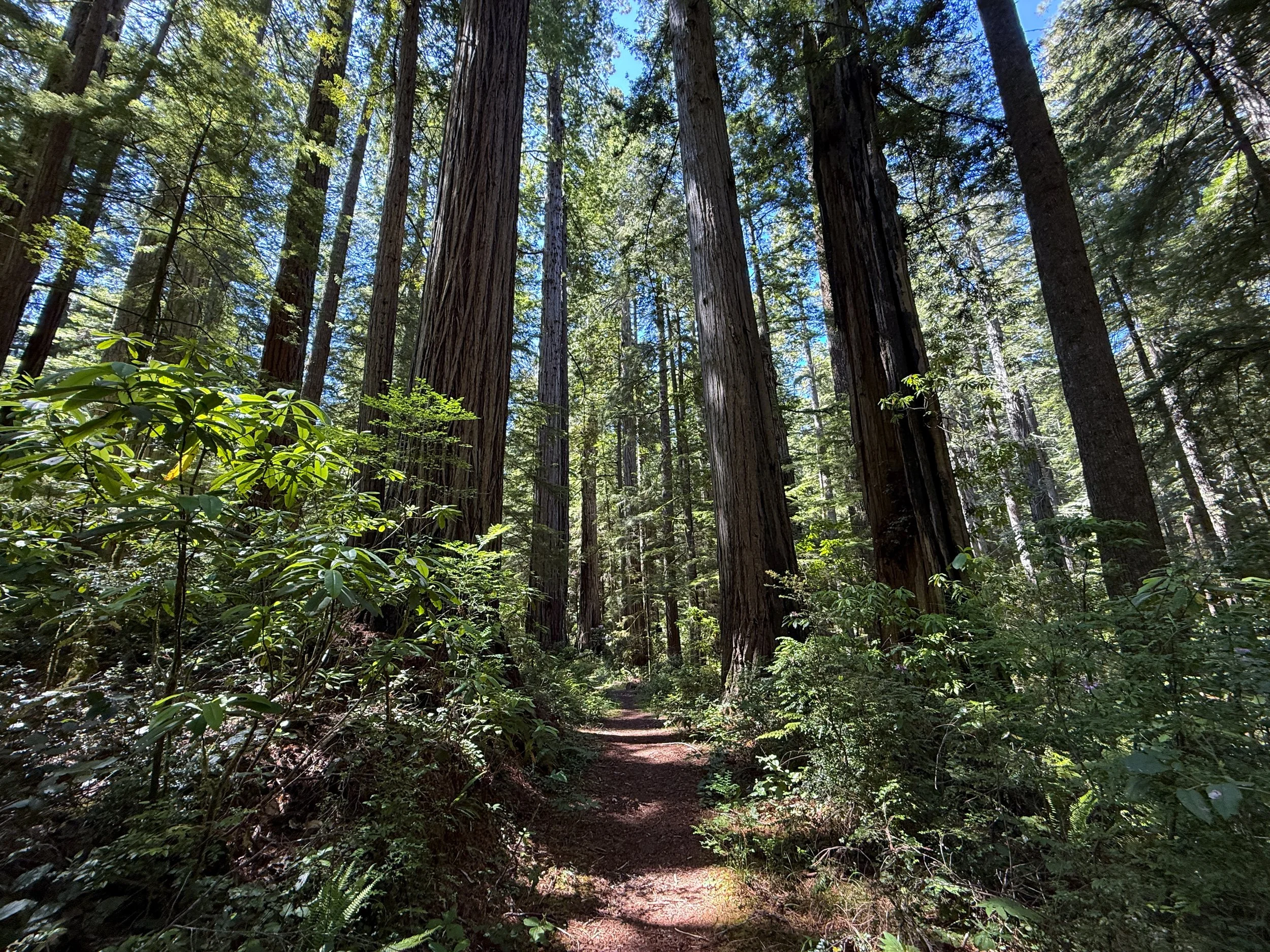 Hope Creek Trail Prairie Creek Redwoods State Park California