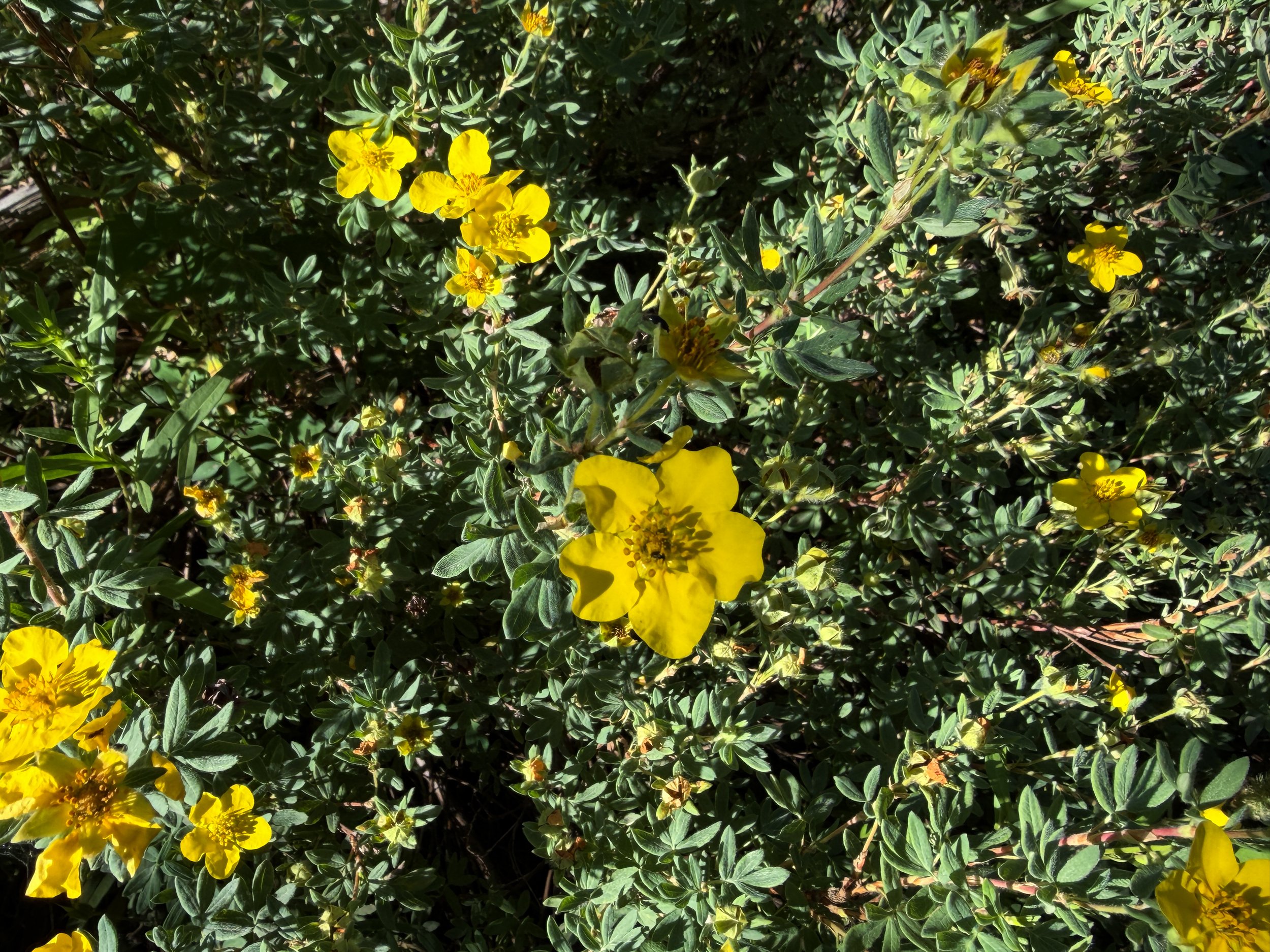 Shrubby Cinquefoil Dasiphora fruticosa