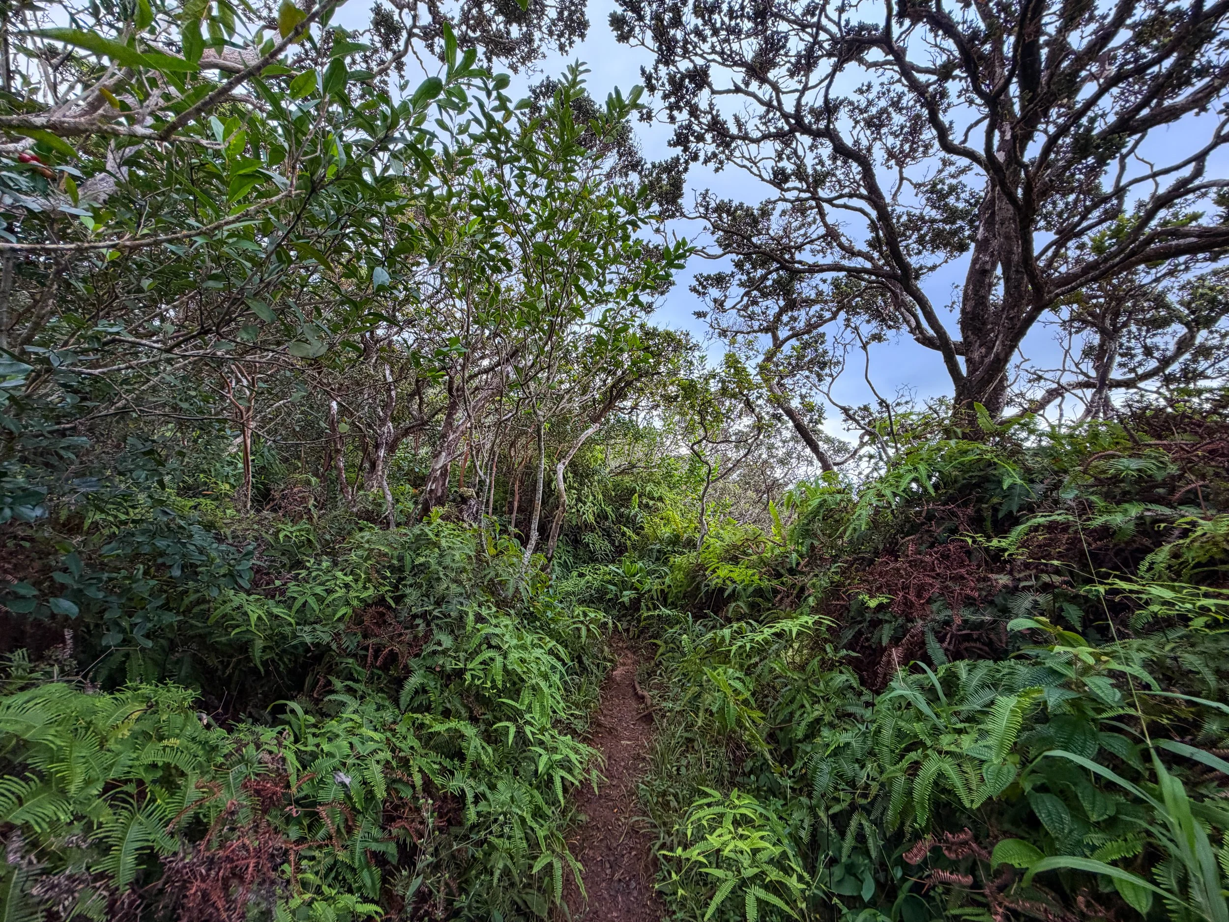 Kaau Crater Trail Oahu Hawaii