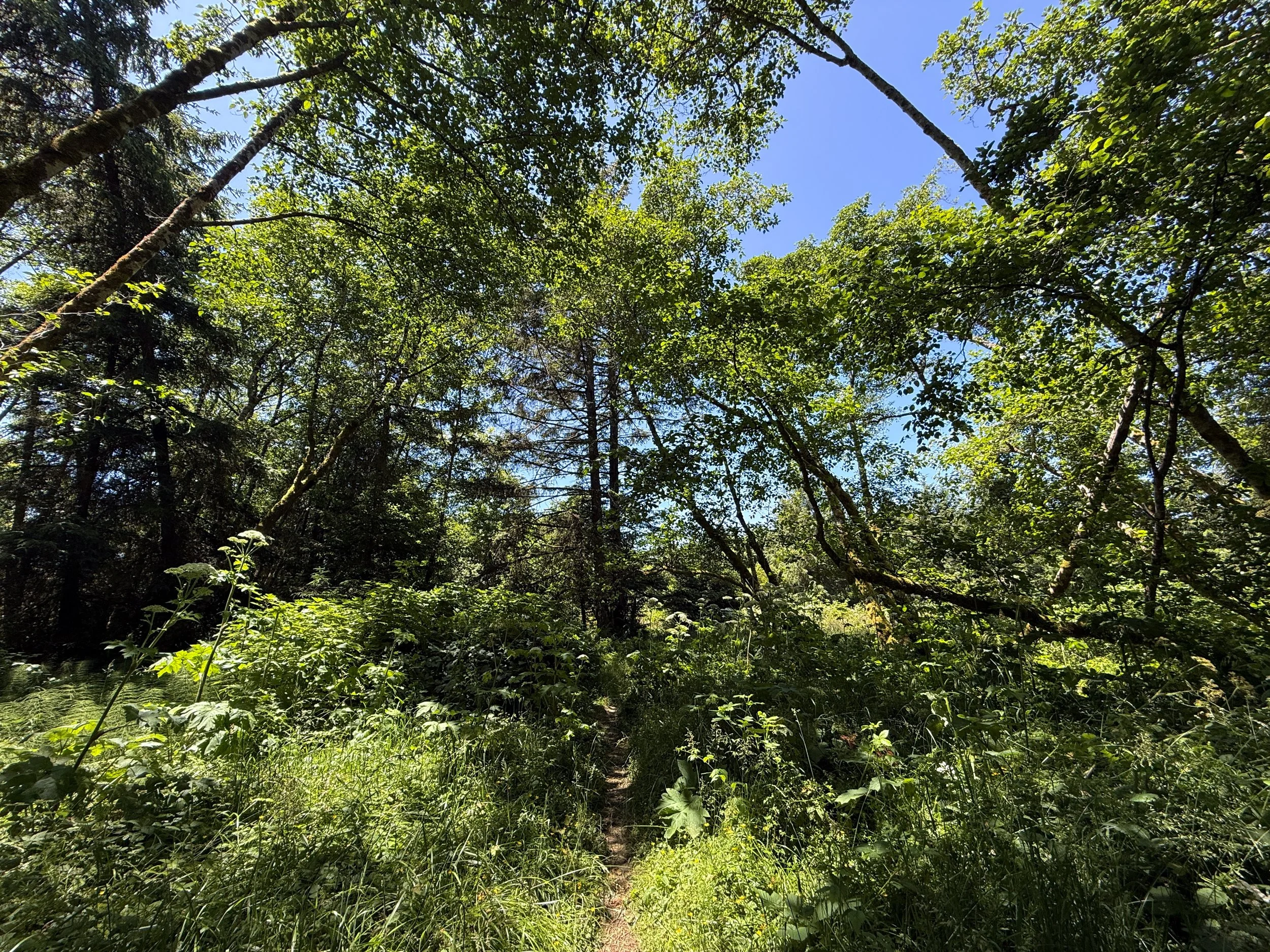 Ossagon Trail Prairie Creek Redwoods State Park California