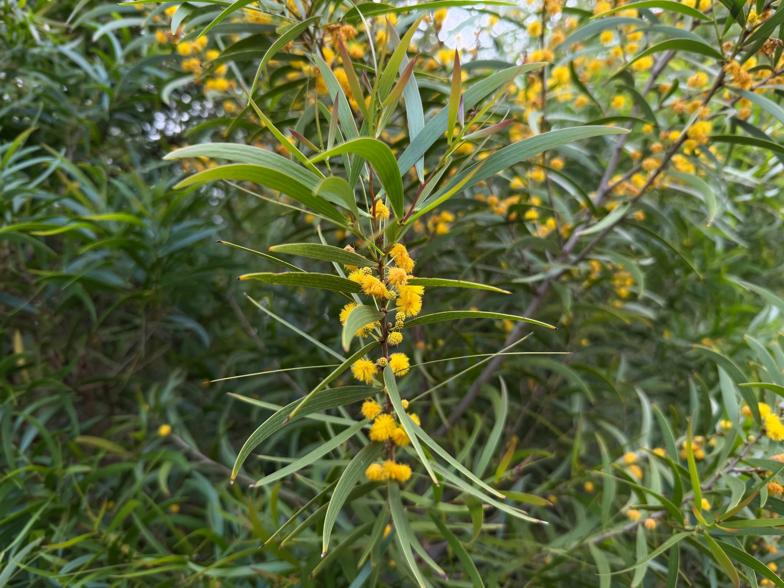 Acacia confusa