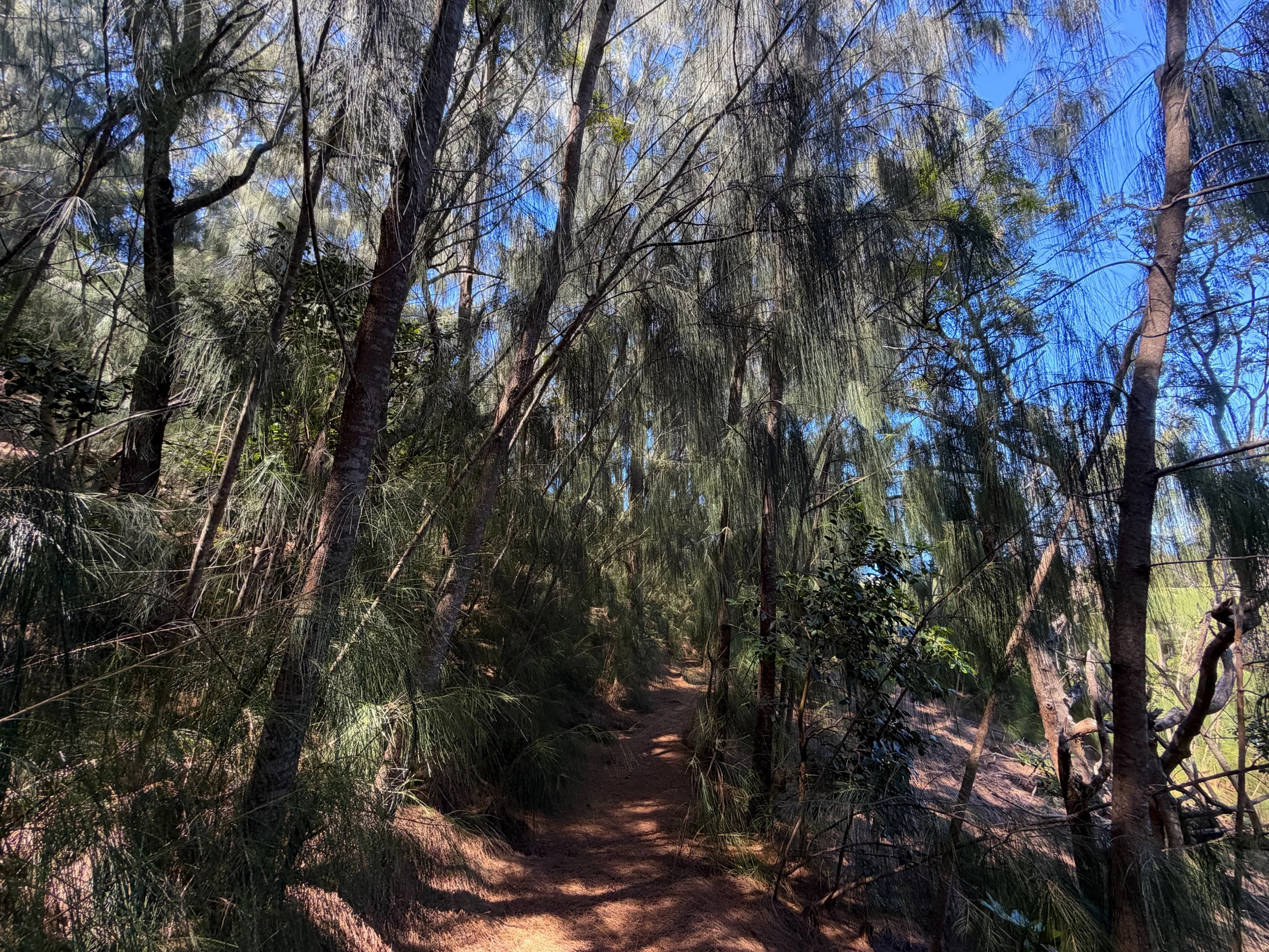 Kuaokala Trail Oahu Hawaii