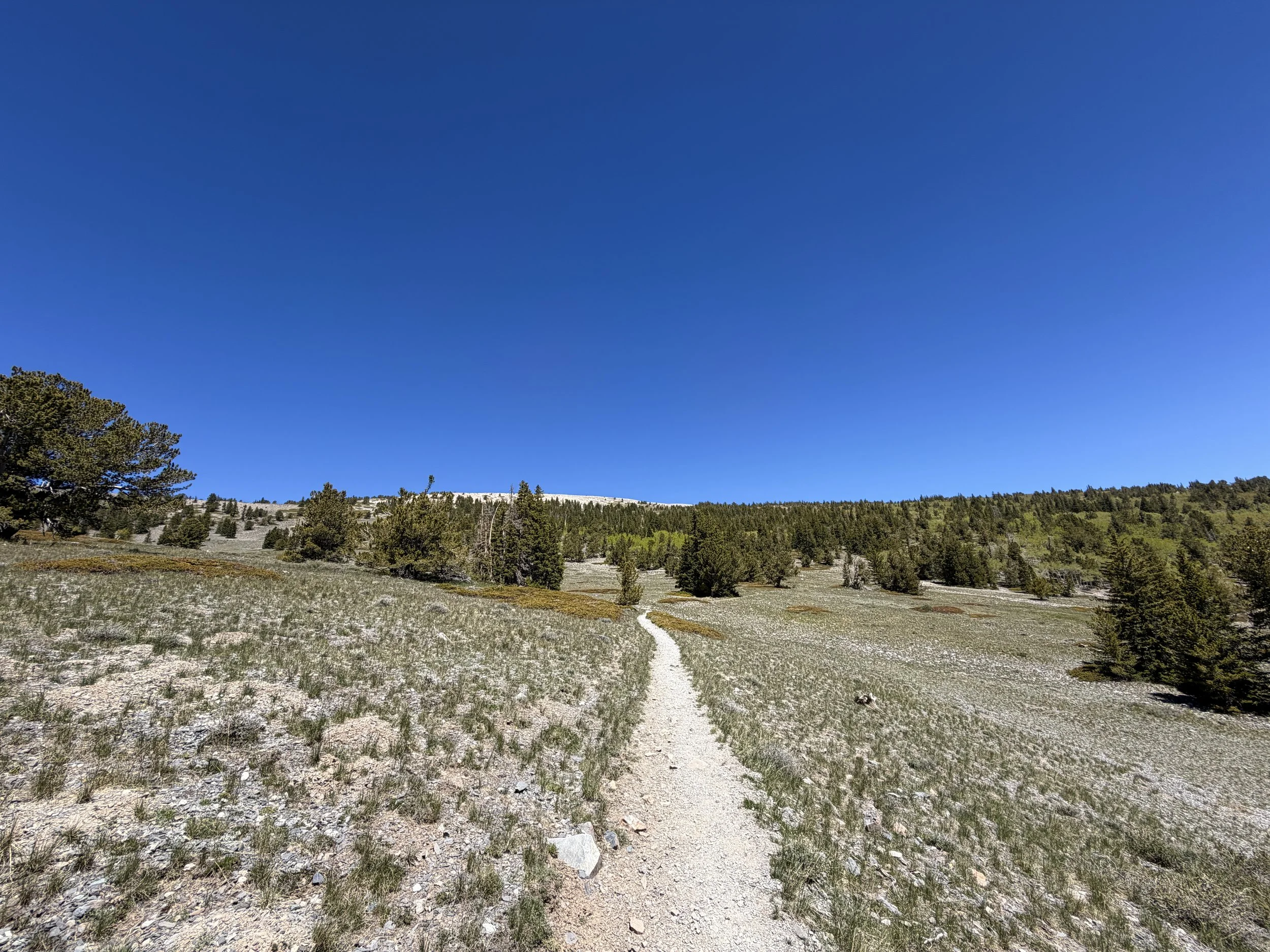 Wheeler Peak Trail Great Basin National Park Nevada