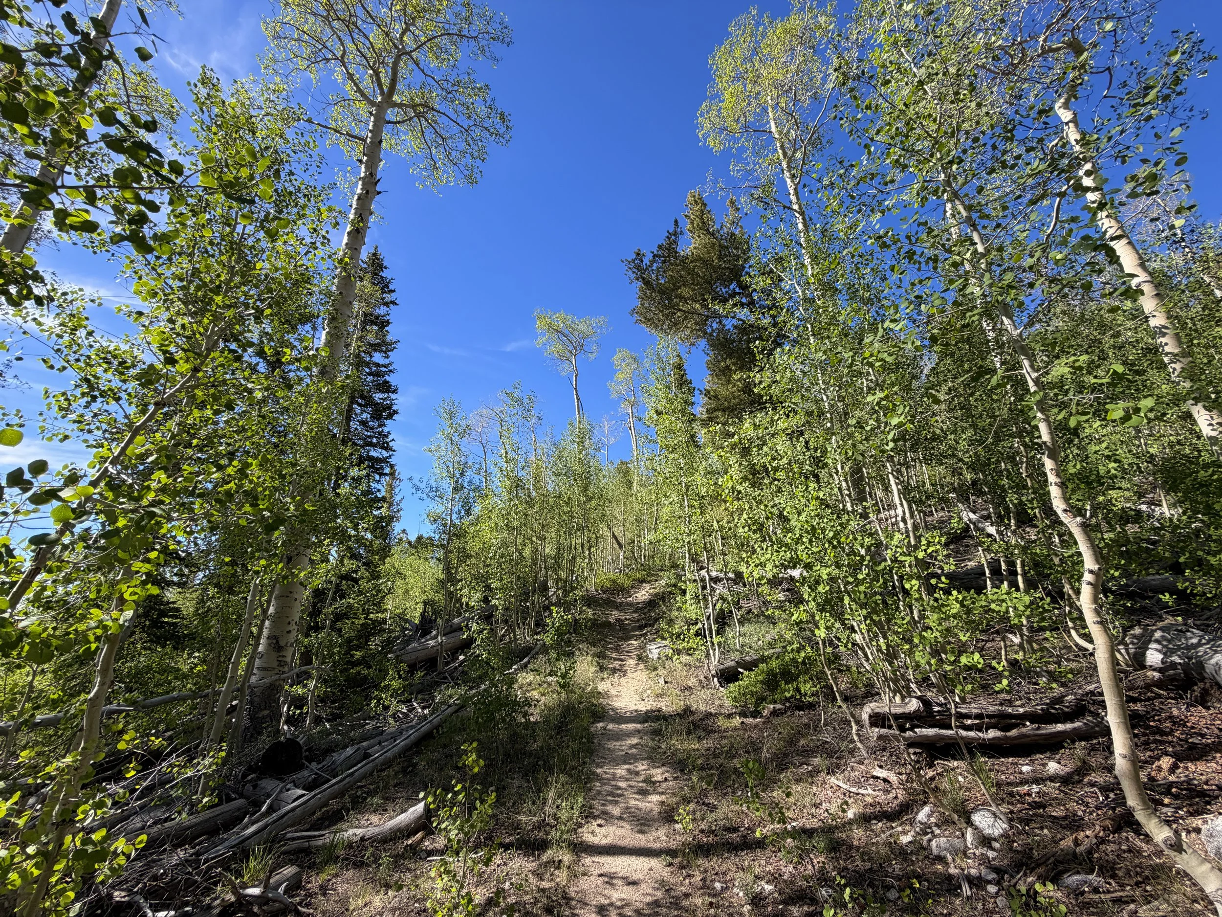 Johnson Lake Trail Great Basin National Park Nevada