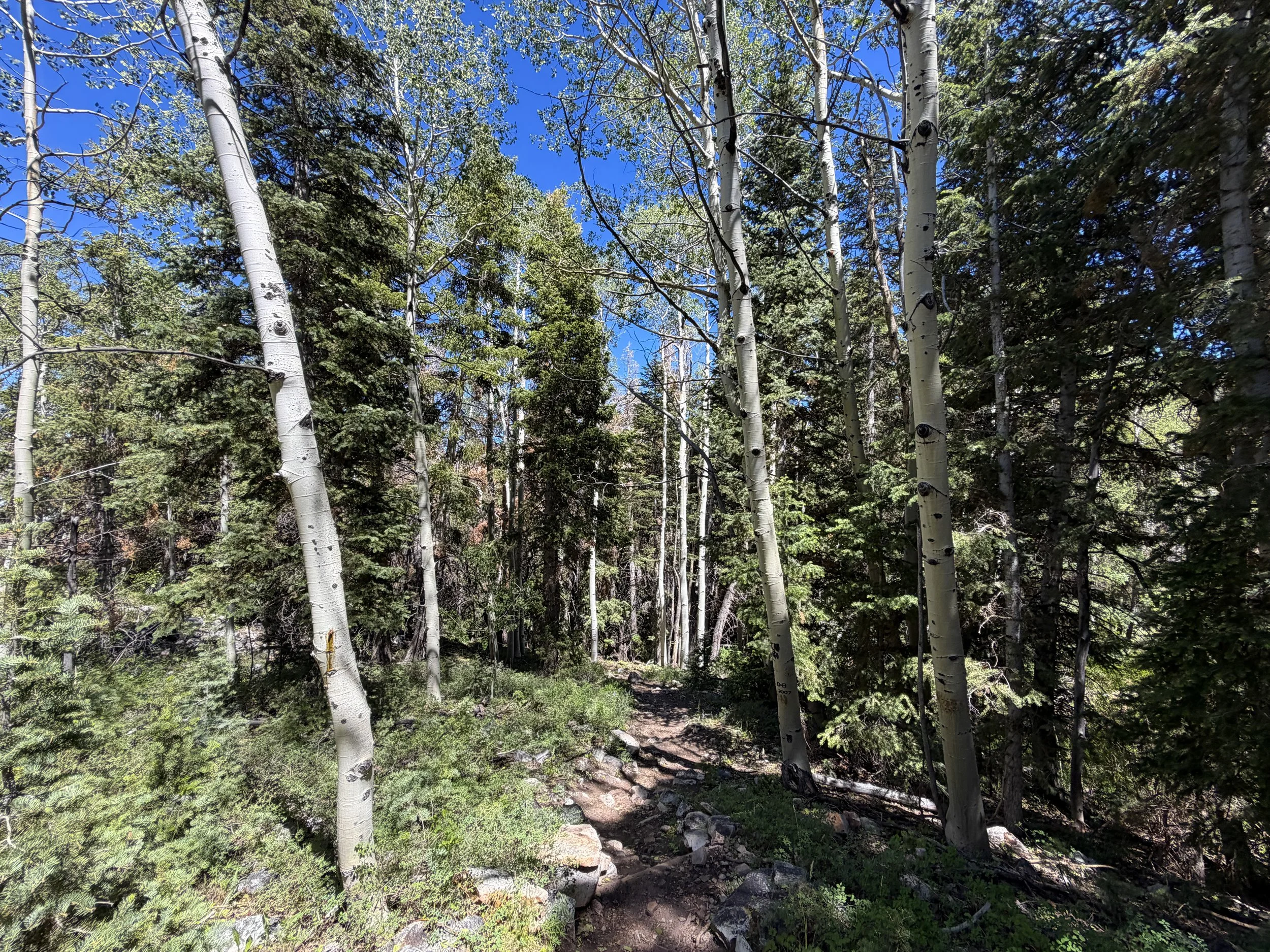 Baker Creek Loop Hike Great Basin National Park Nevada