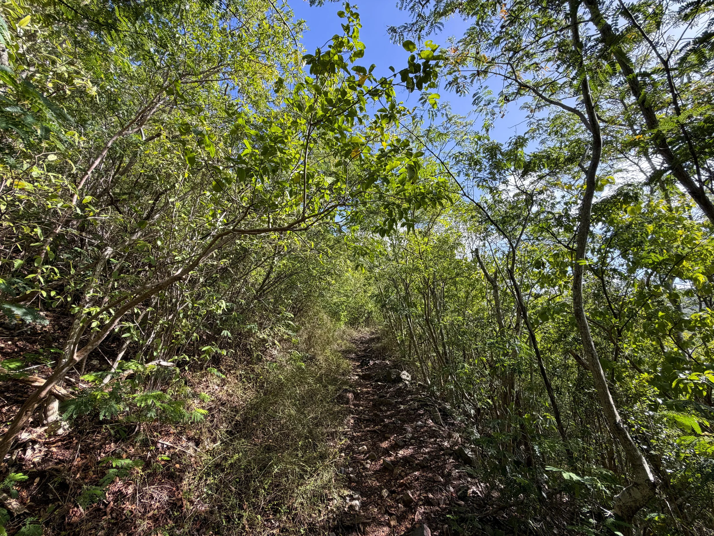 Bordeaux Mountain Trail Virgin Islands National Park