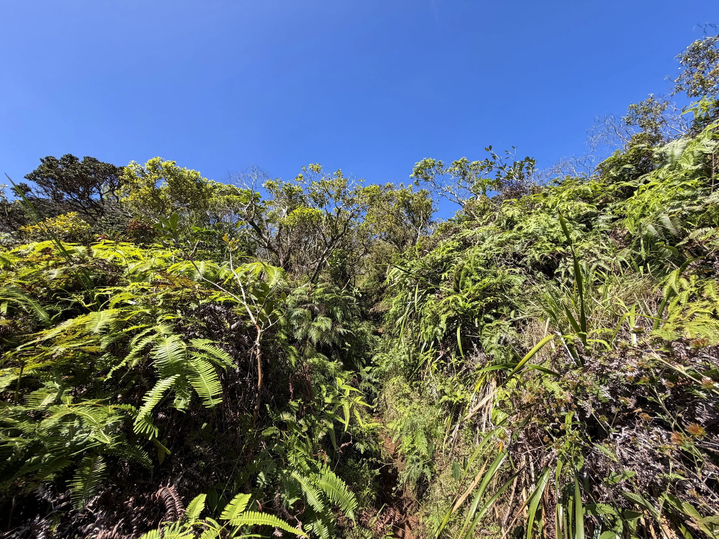 Kulanaahane Ridge Trail Oahu Hawaii