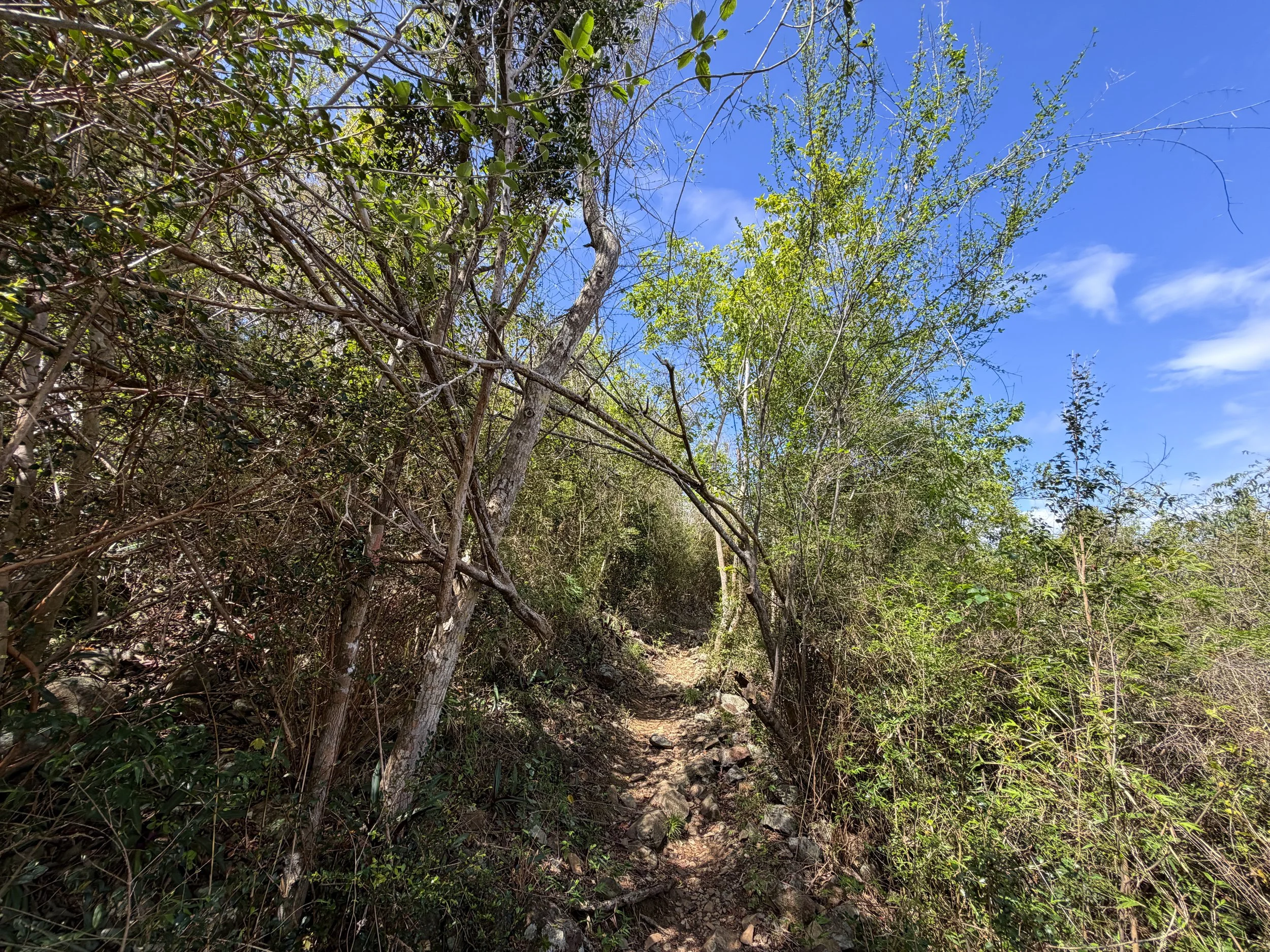 Upper Lind Point Hike Virgin Islands National Park