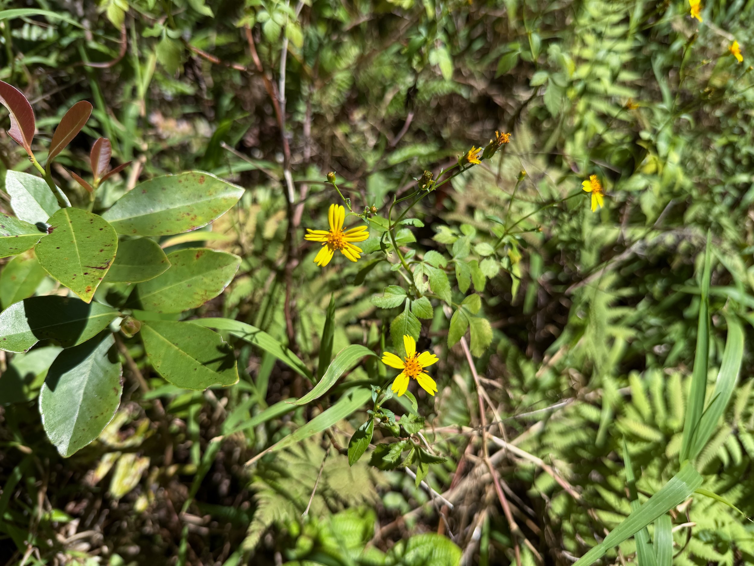 Kokolau Bidens sandvicensis subsp. sandvicensis