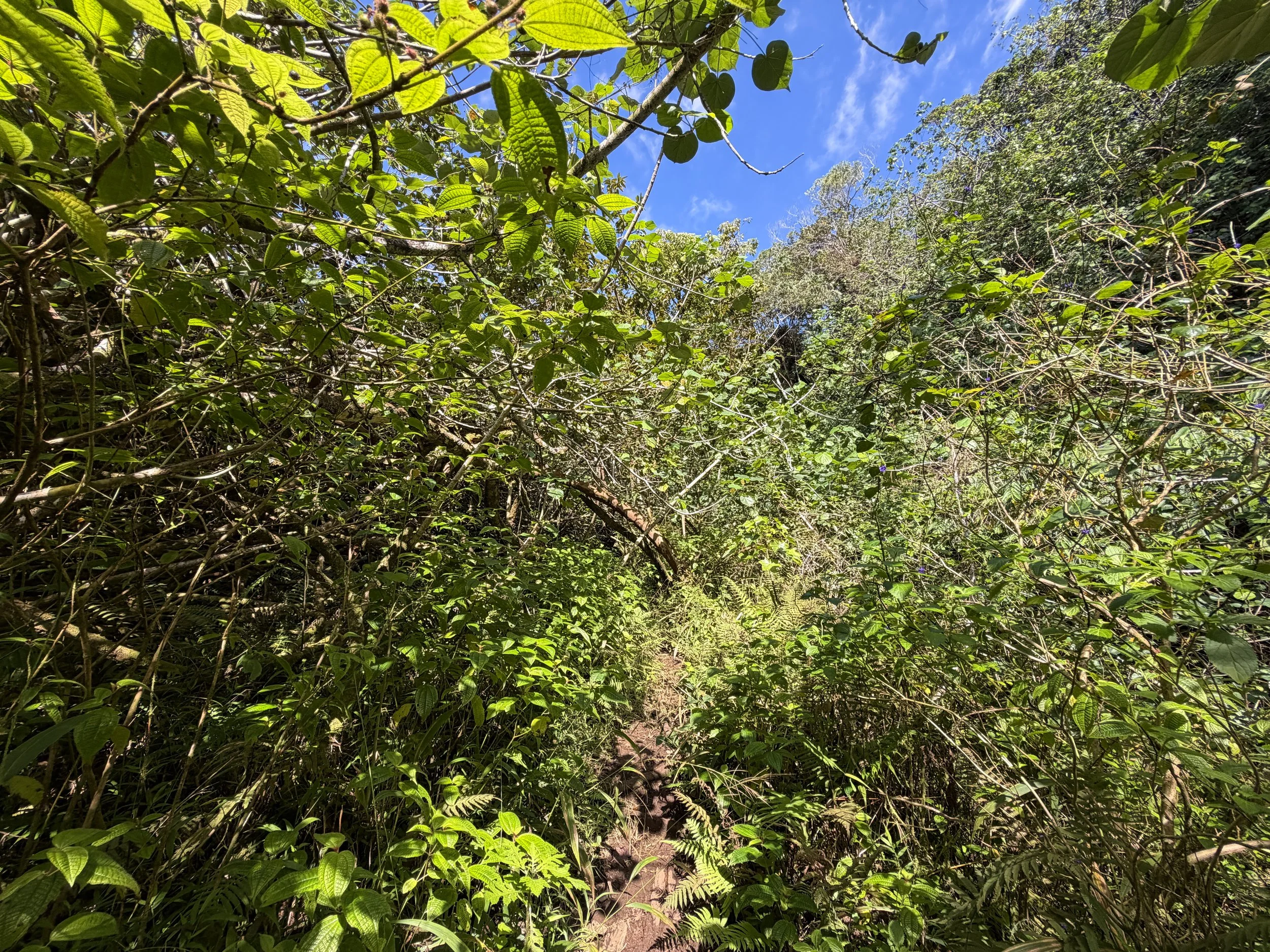Kulanaahane Trail to Moanalua Saddle Oahu Hawaii
