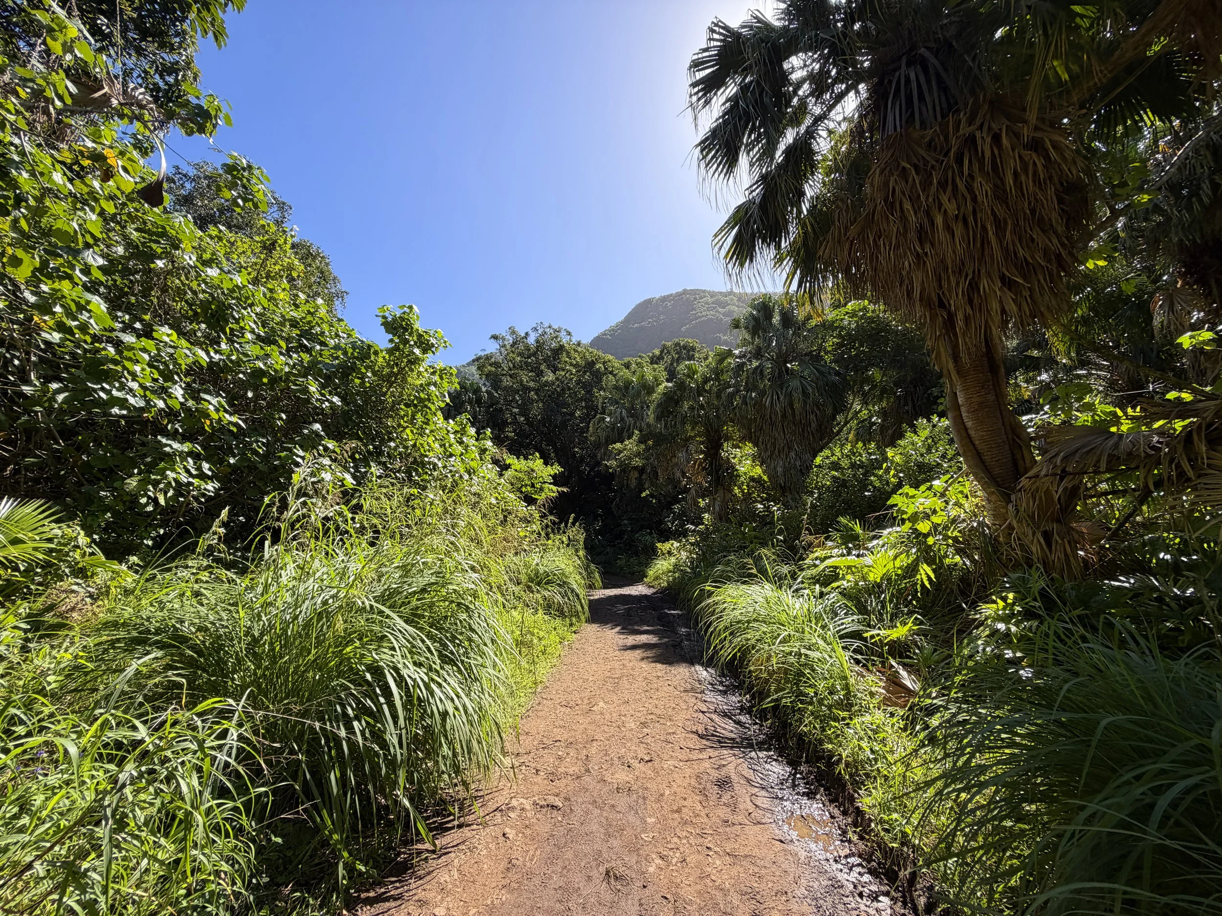 Tripler Ridge Trail via Kamananui Valley Road Oahu Hawaii