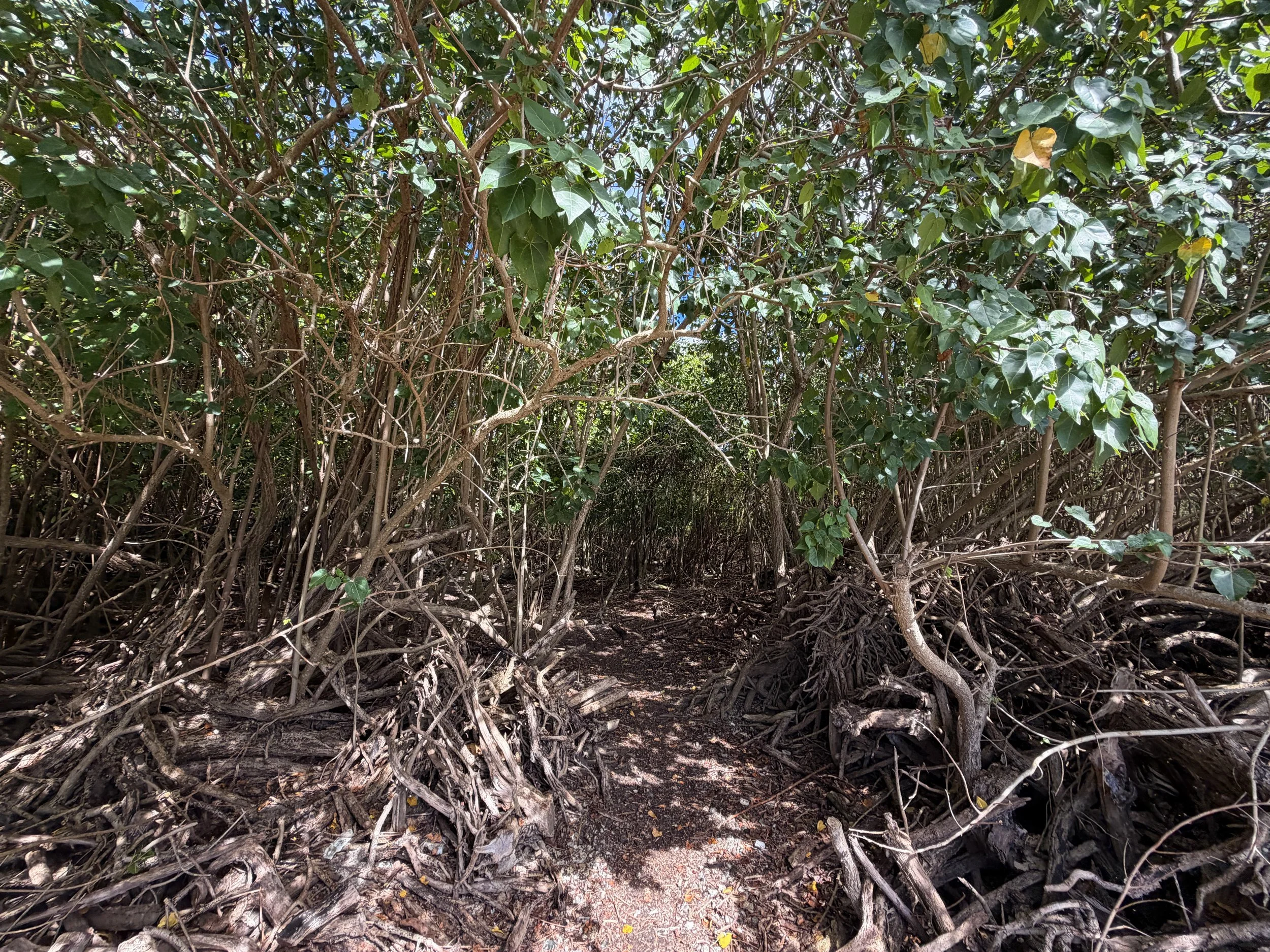 Leinster Bay Hike Virgin Islands National Park