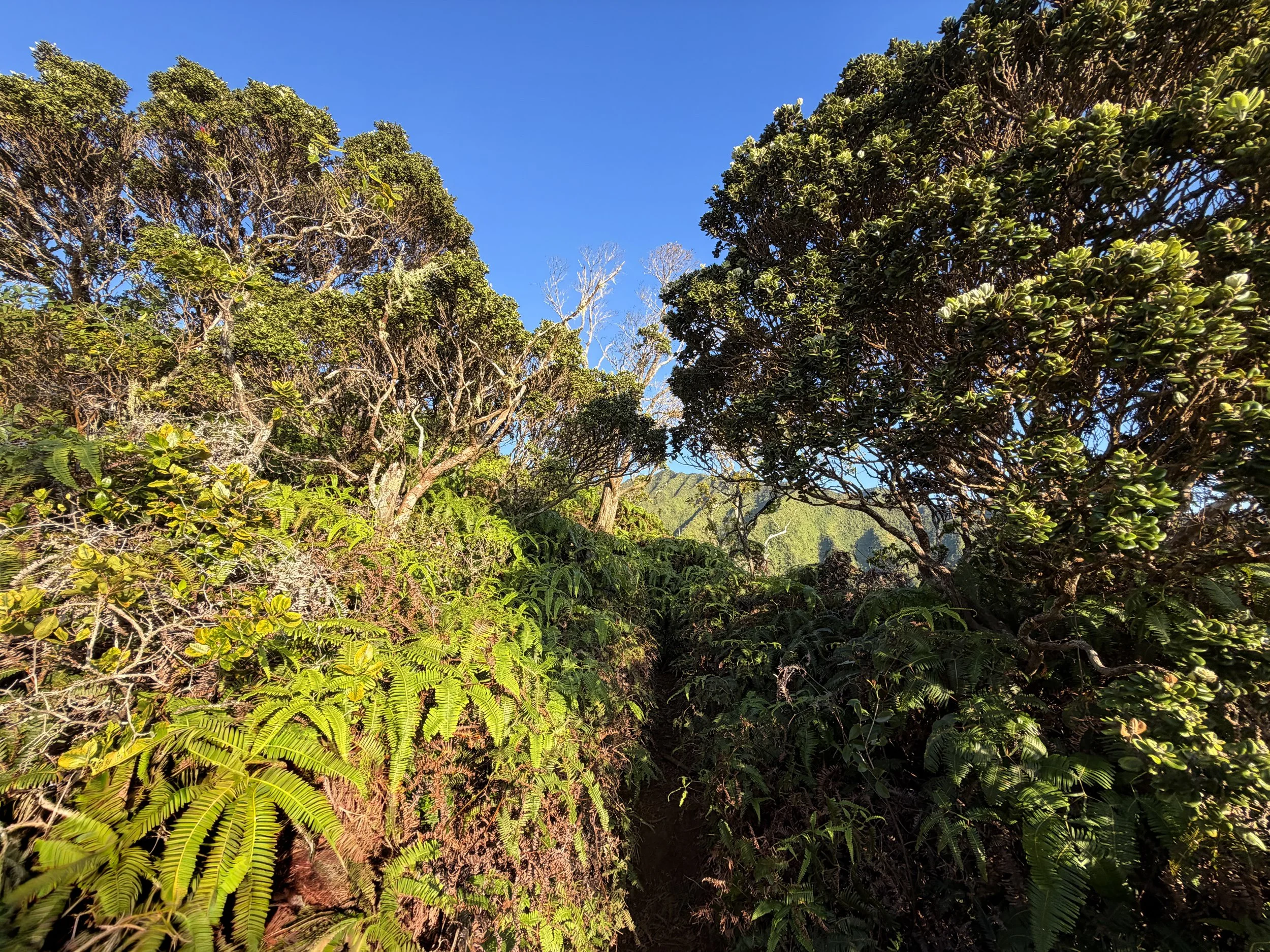 Moanalua Middle Ridge Hike Oahu Hawaii