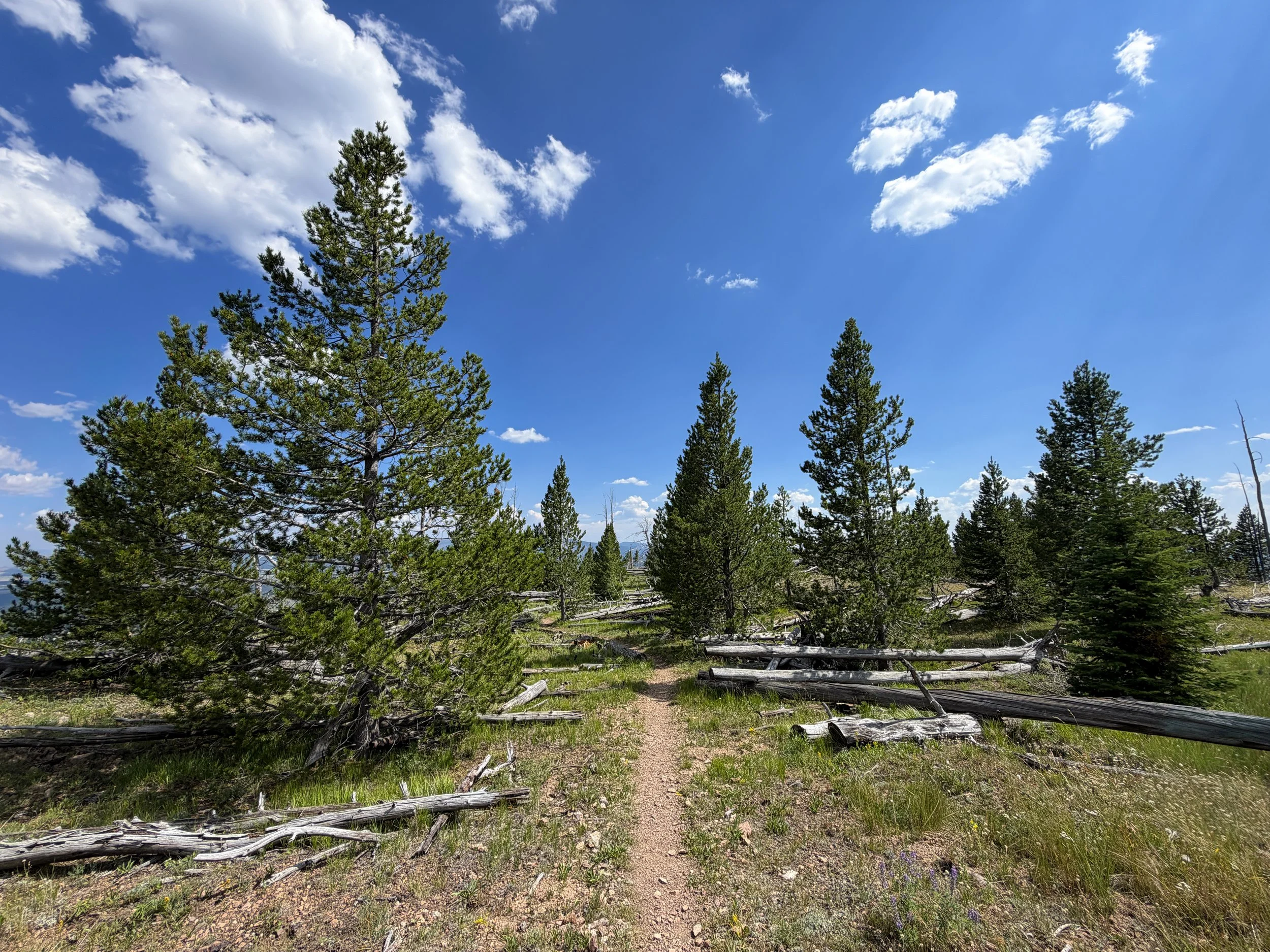 Bunsen Peak Trail to Osprey Falls Yellowstone National Park Wyoming