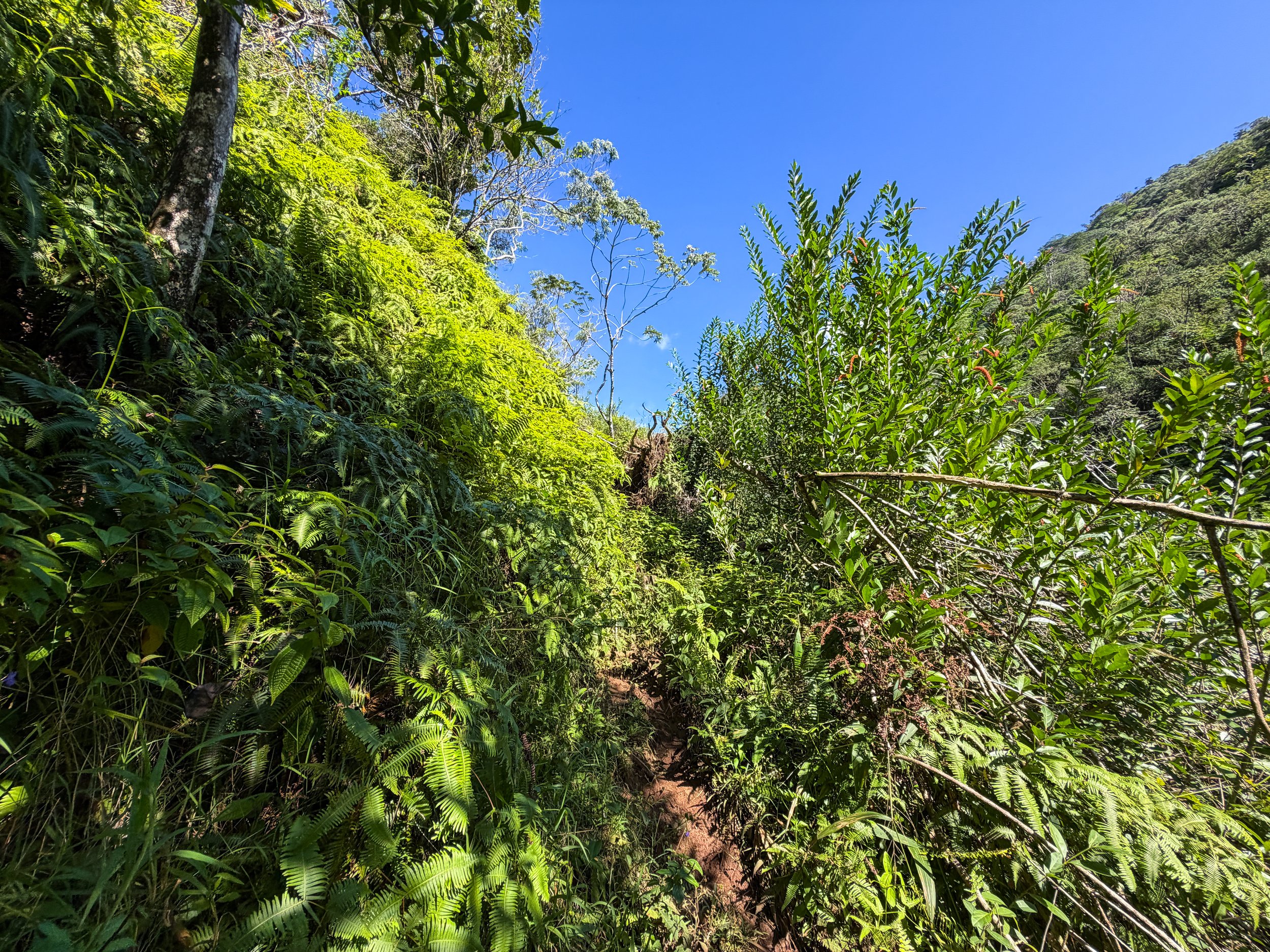 Kaau Crater Trail Oahu Hawaii