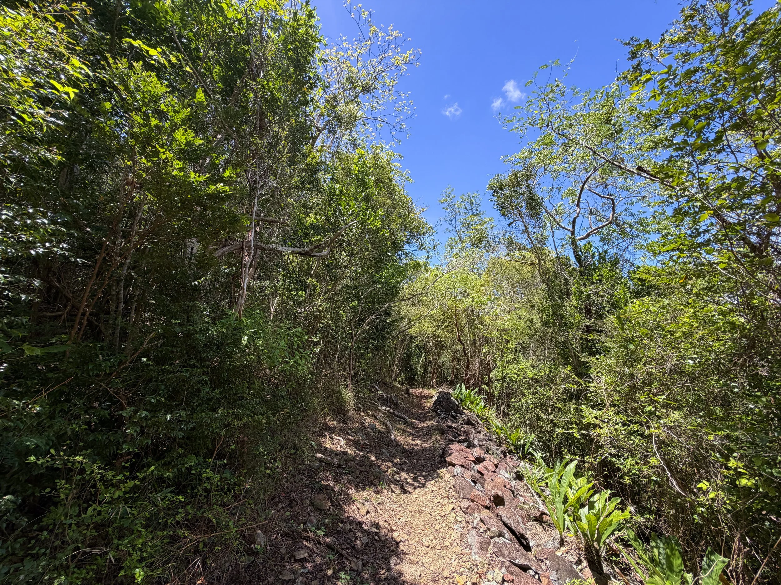 Caneel Hill Trail Virgin Islands National Park