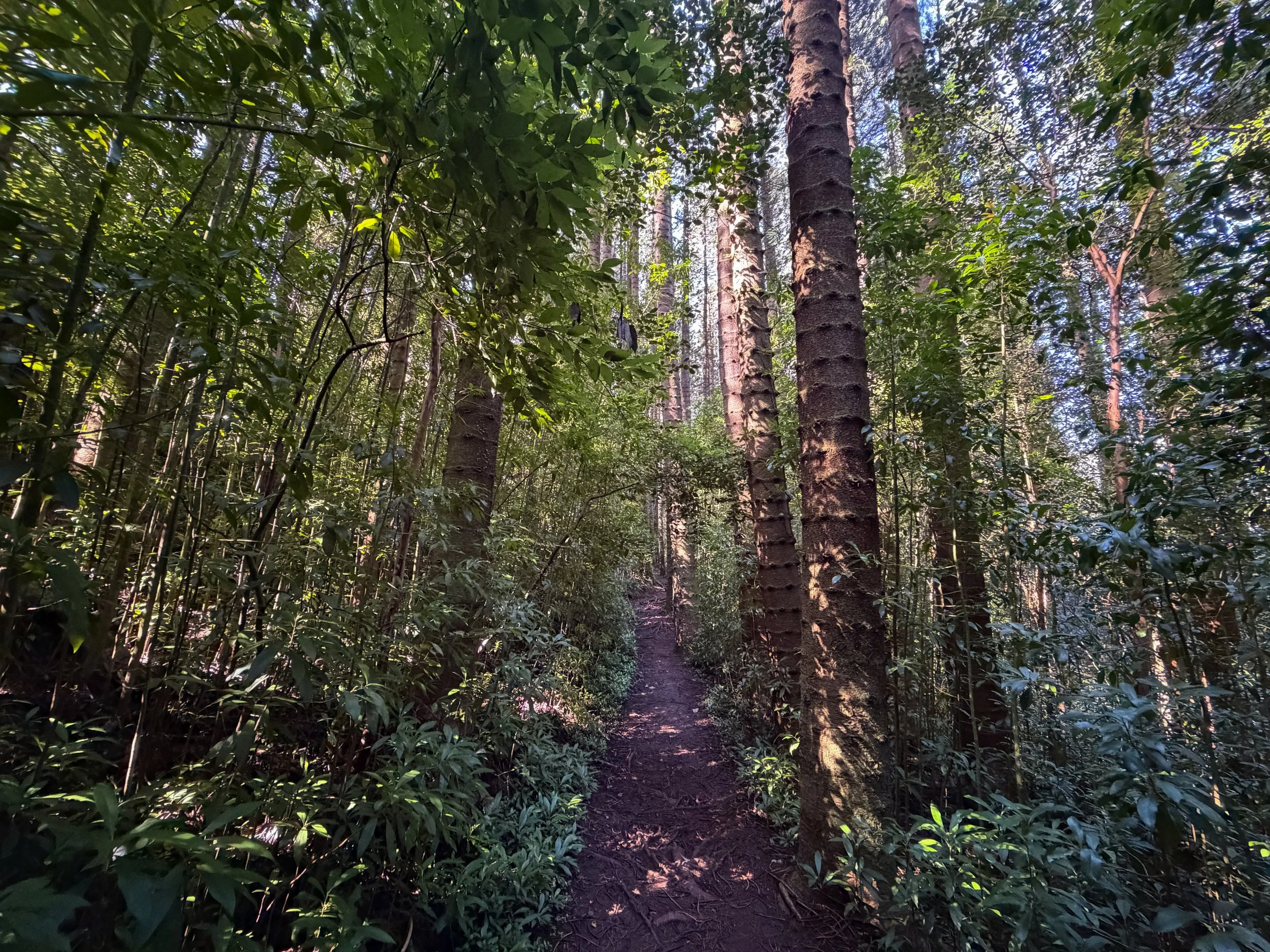 Judd Trail Oahu Hawaii