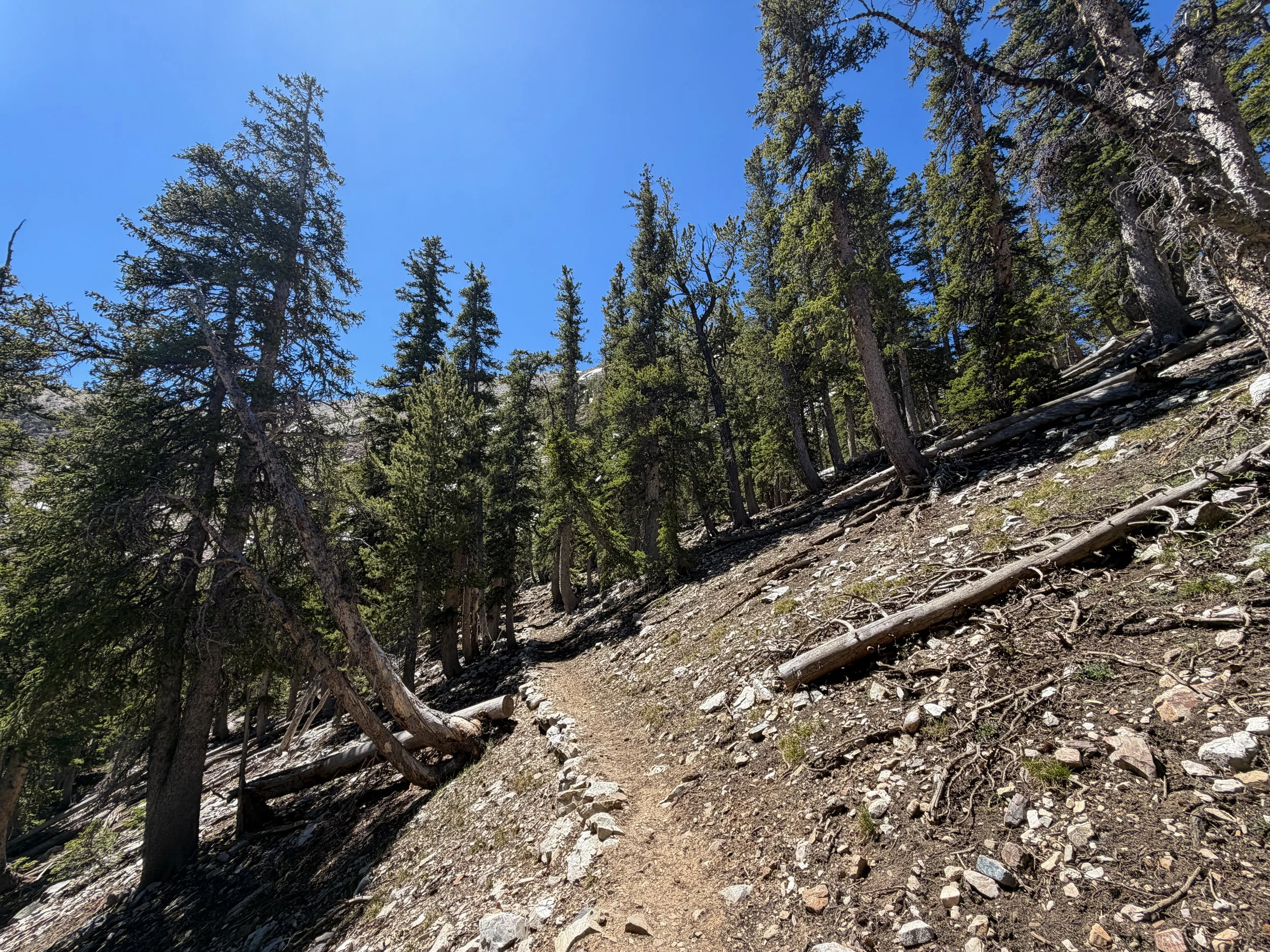 Baker Lake Trail Great Basin National Park Nevada