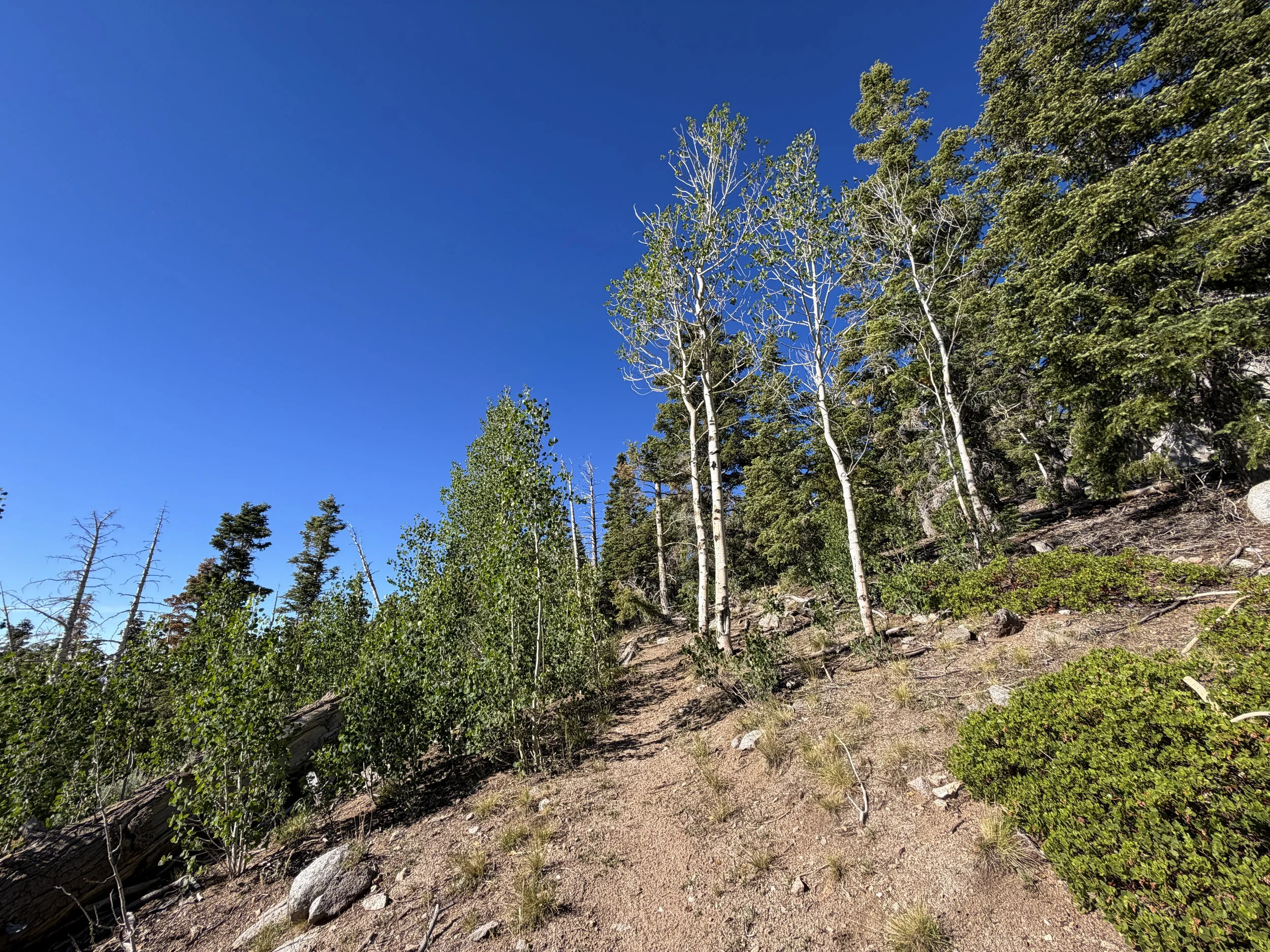 Snake Divide Trail to Mt Washington Great Basin National Park Nevada