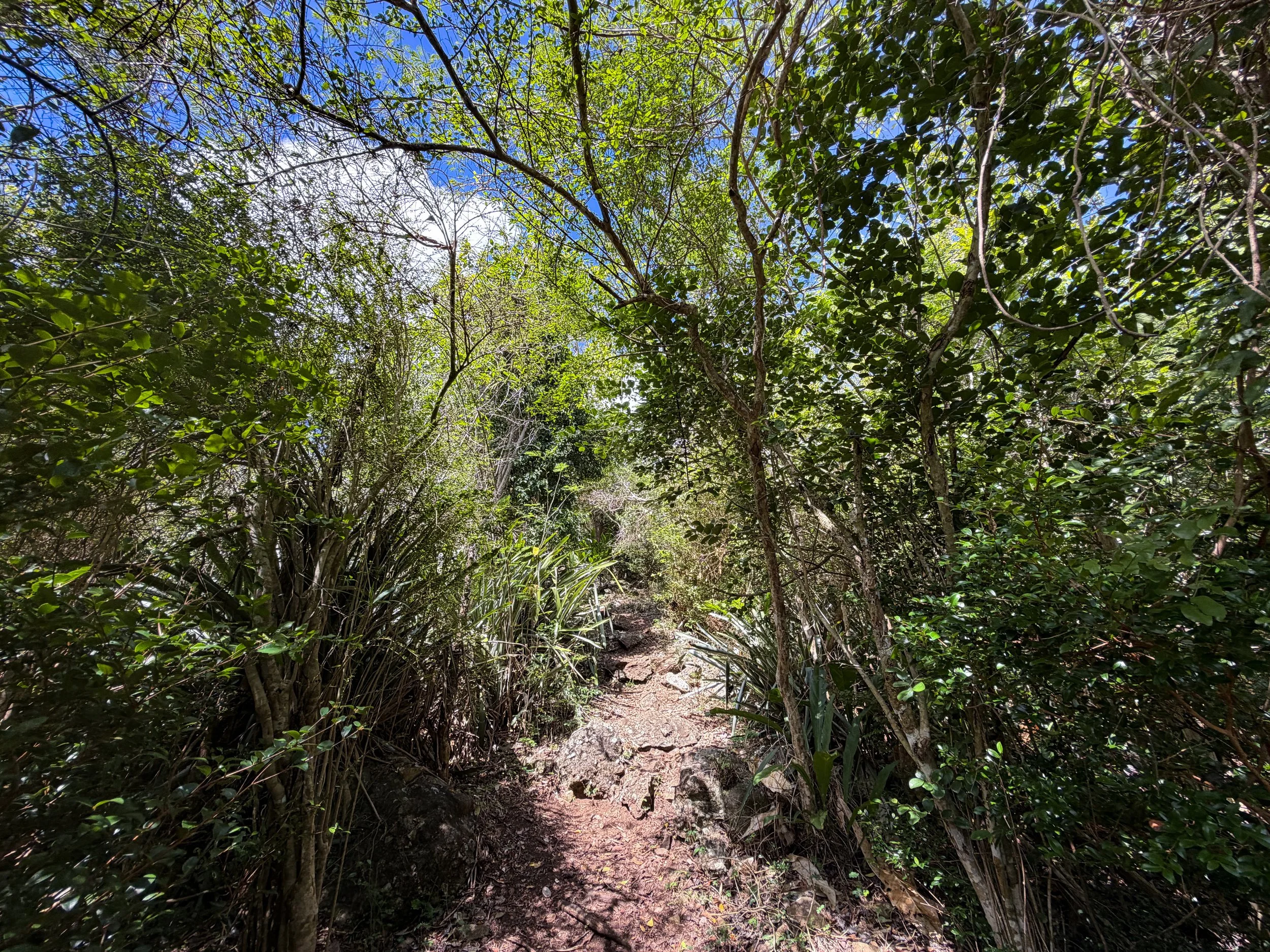 Caneel Hill Hike to Margaret Hill Virgin Islands National Park