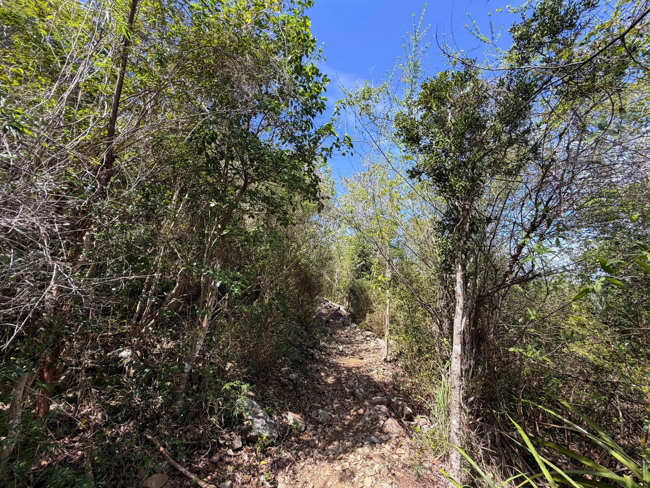 Upper Lind Point Hike Virgin Islands National Park