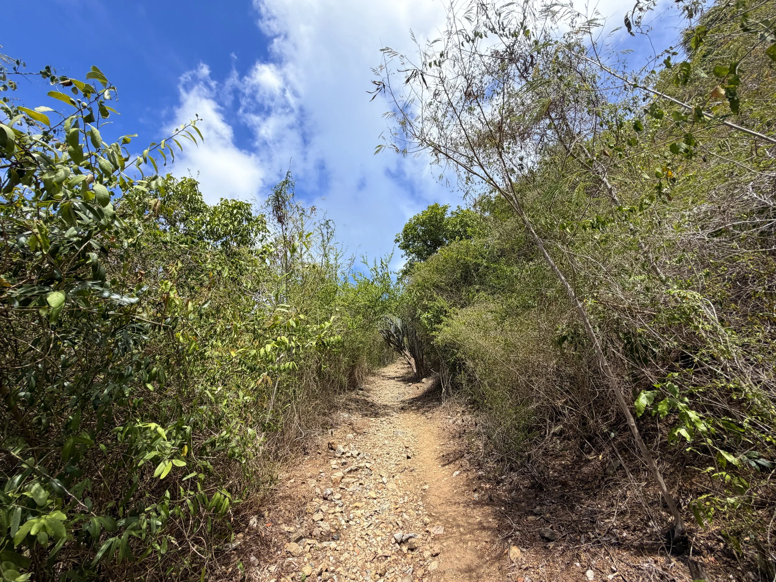 Brown Bay Trail Virgin Islands National Park