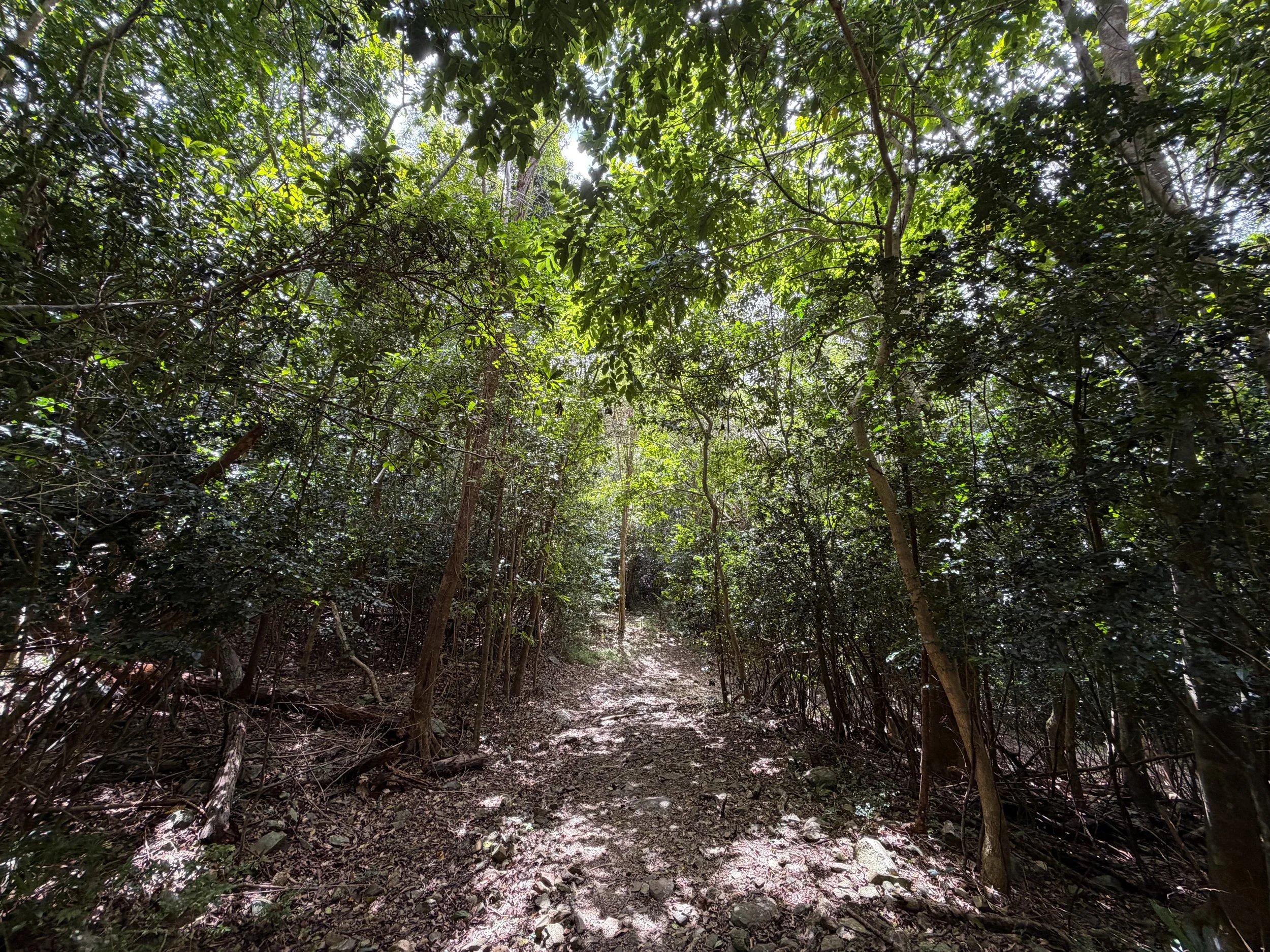 L'Esperance Trail Virgin Islands National Park