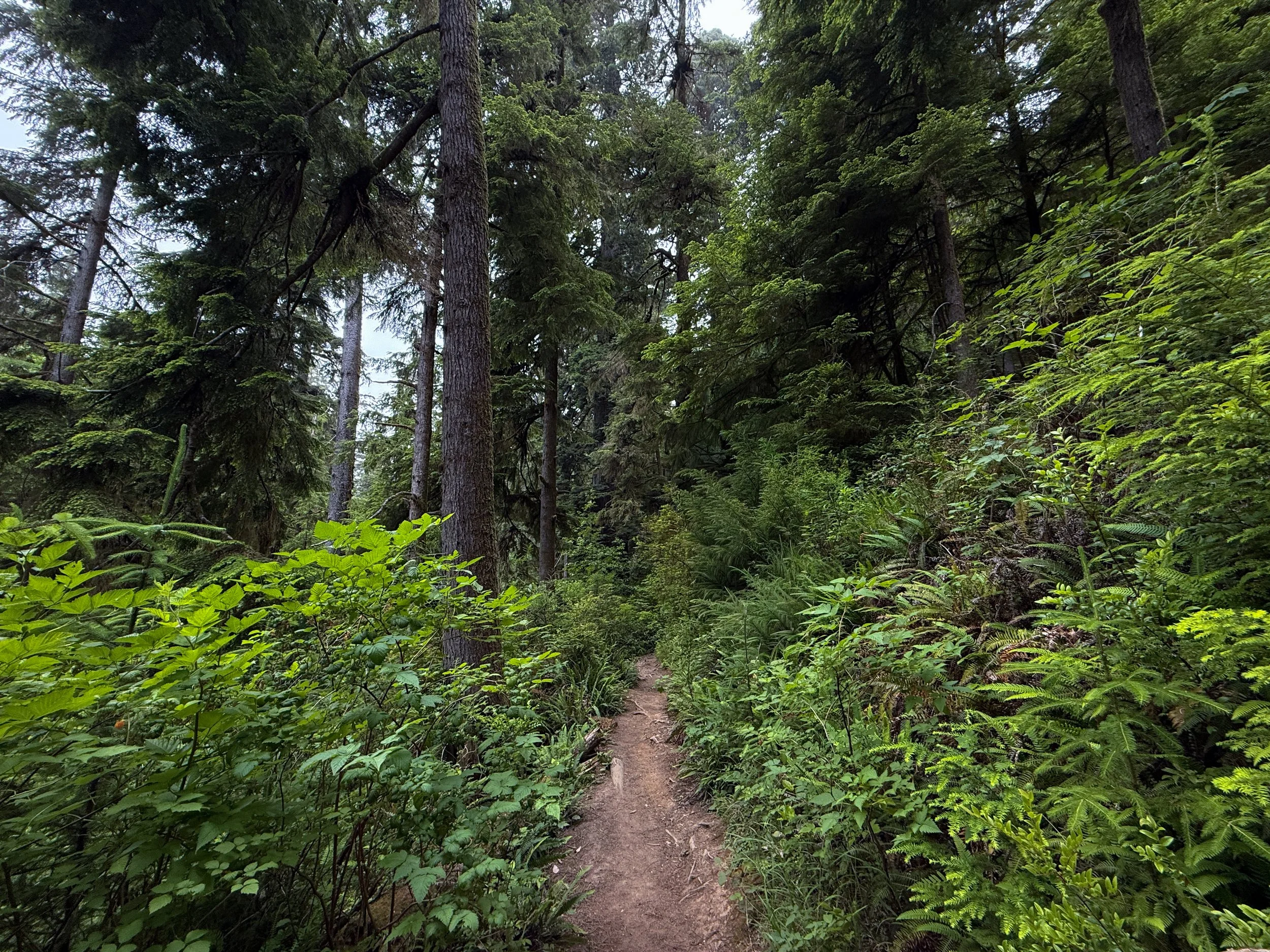 Boy Scout Tree Trail Jedediah Smith Redwoods State Park California