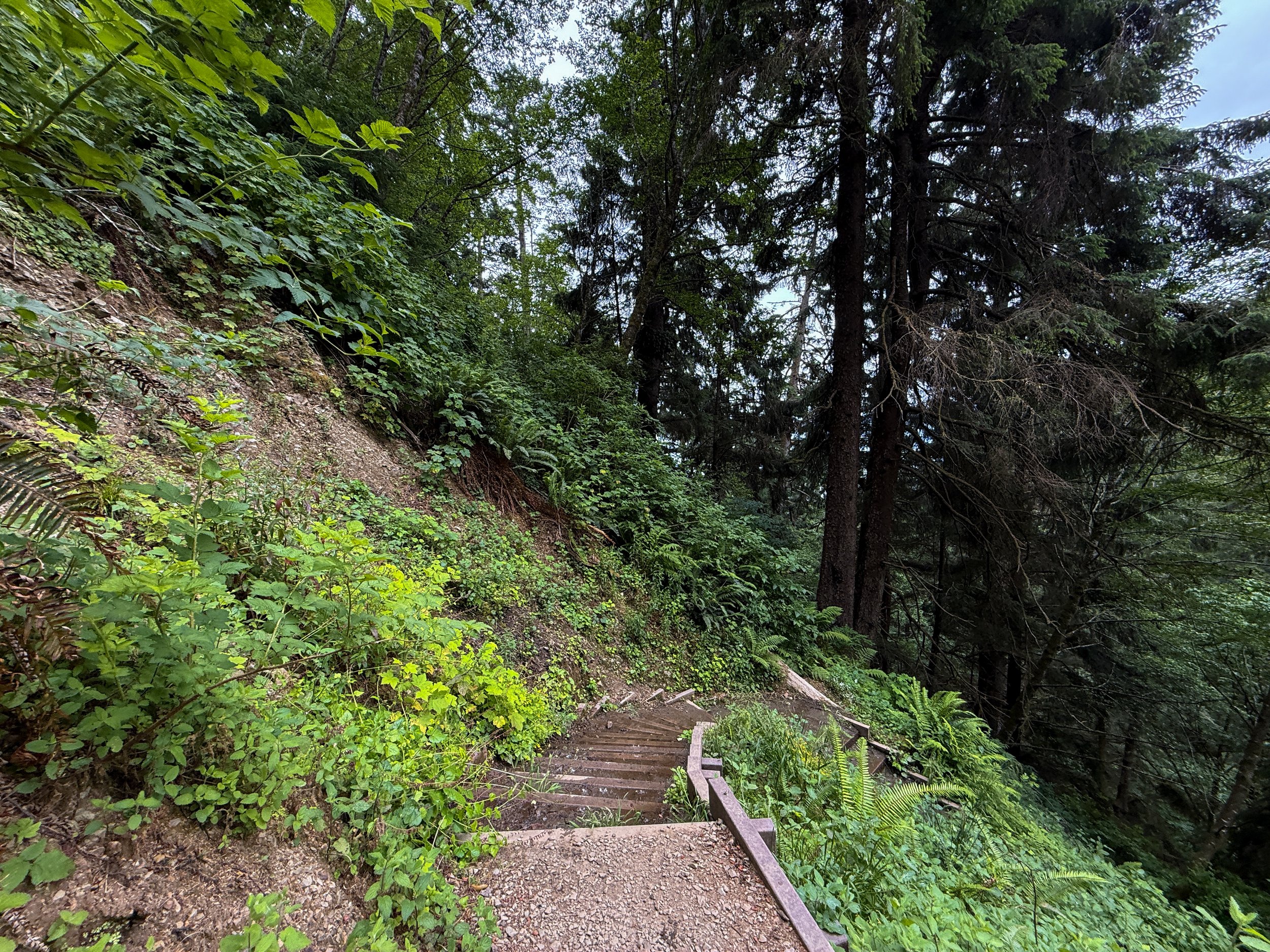 Damnation Creek Trail Del Norte Coast Redwoods State Park California