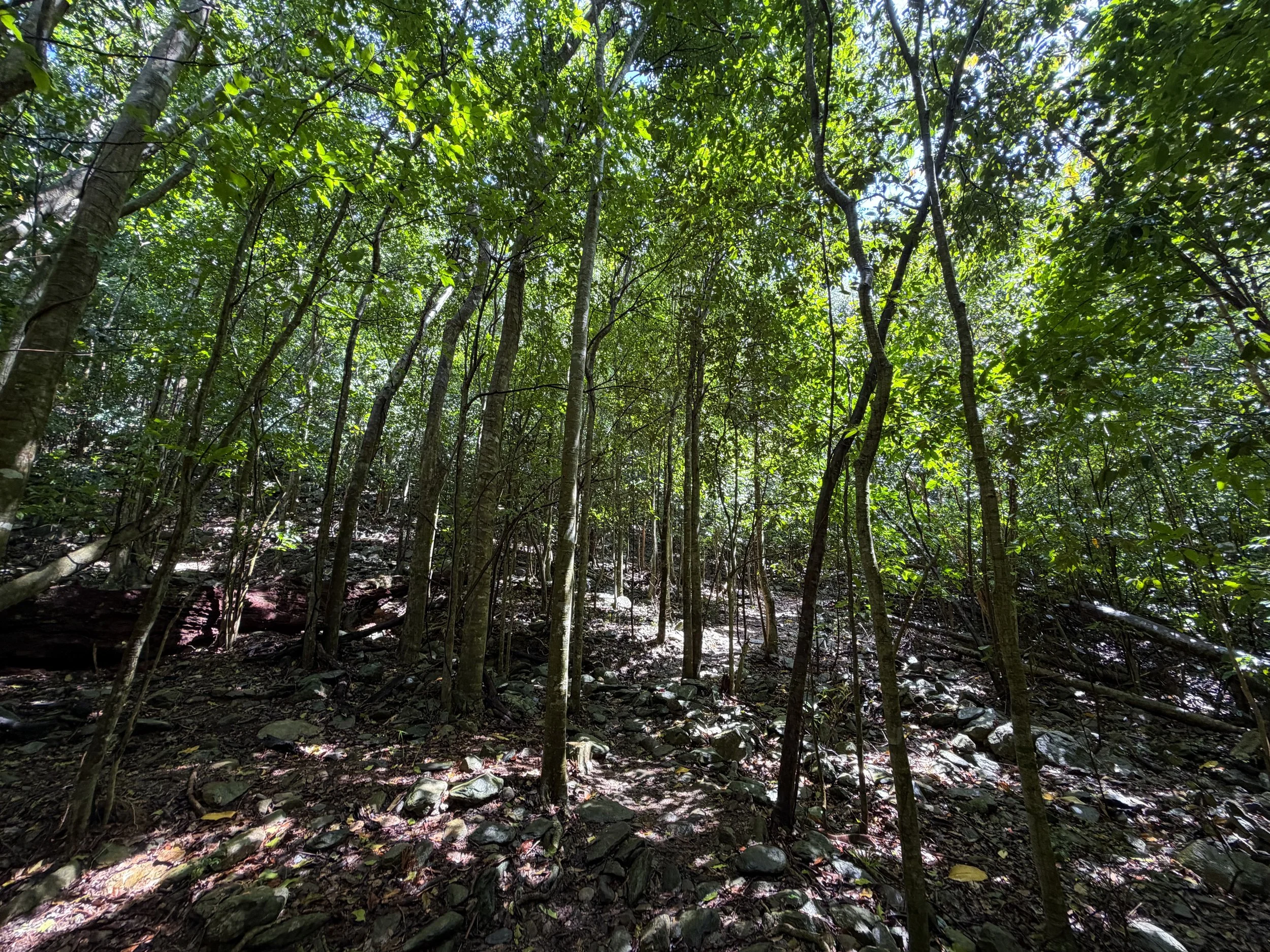 Cinnamon Bay Loop Trail Virgin Islands National Park