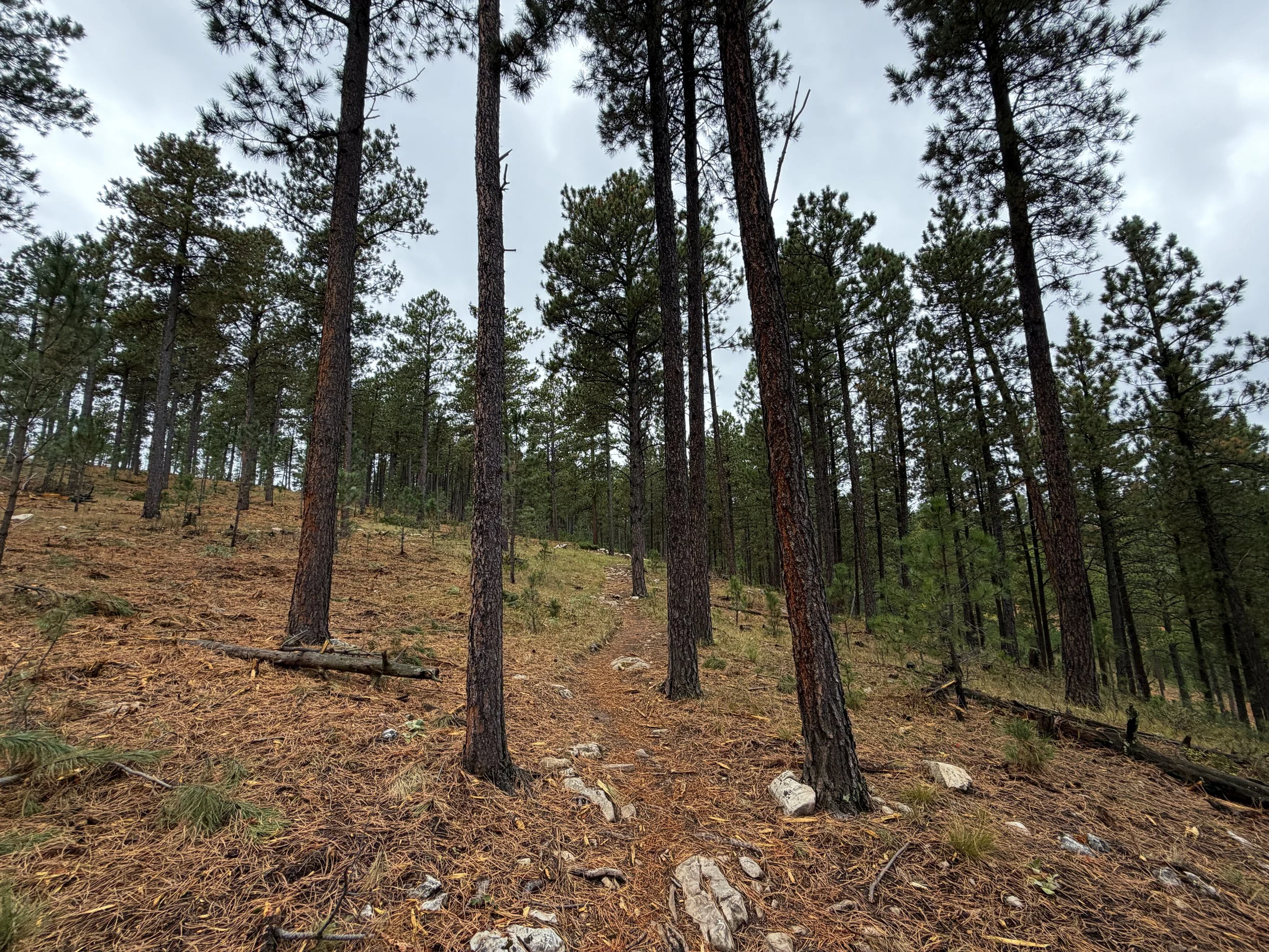 Buzzards Roost Trail Black Hills Rapid City South Dakota