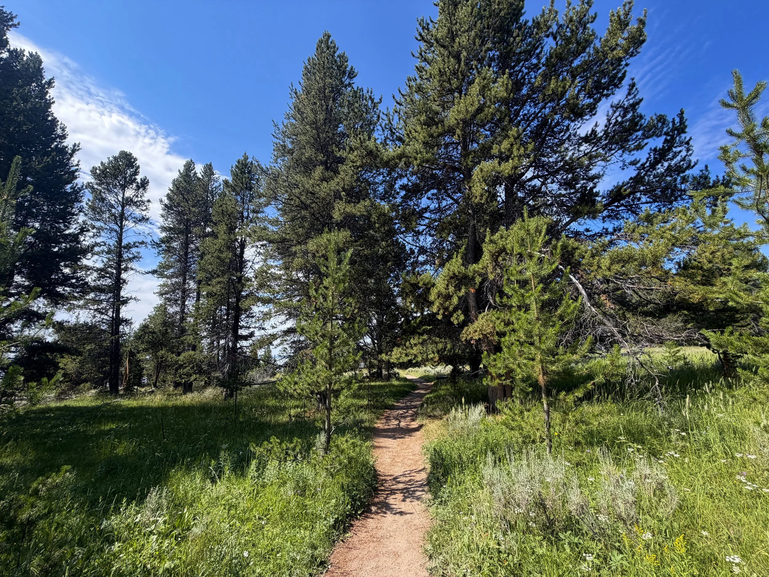 Storm Point Trail Yellowstone National Park Wyoming