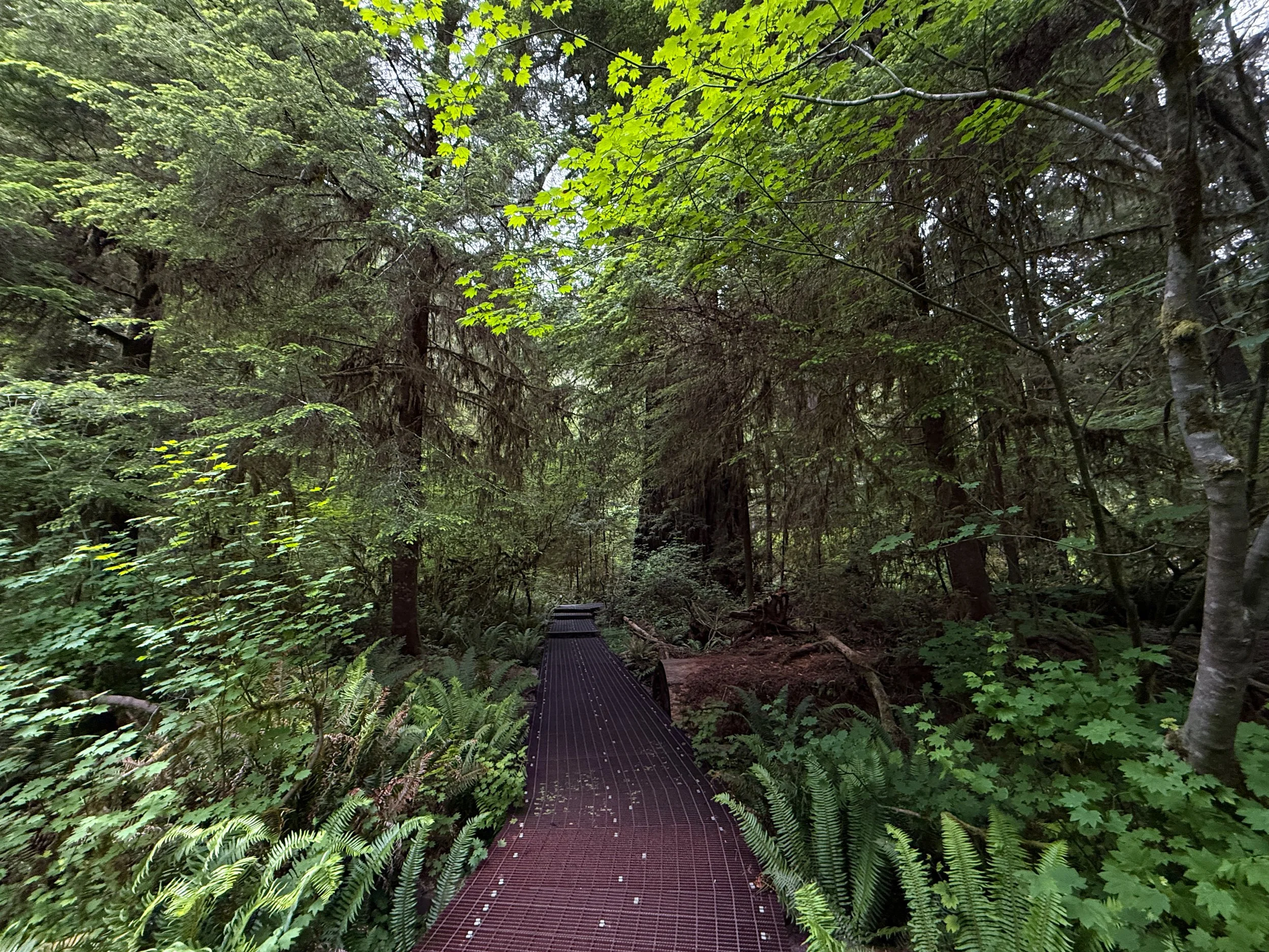 Grove of the Titans Trail Boardwalk Jedediah Smith Redwoods State Park California