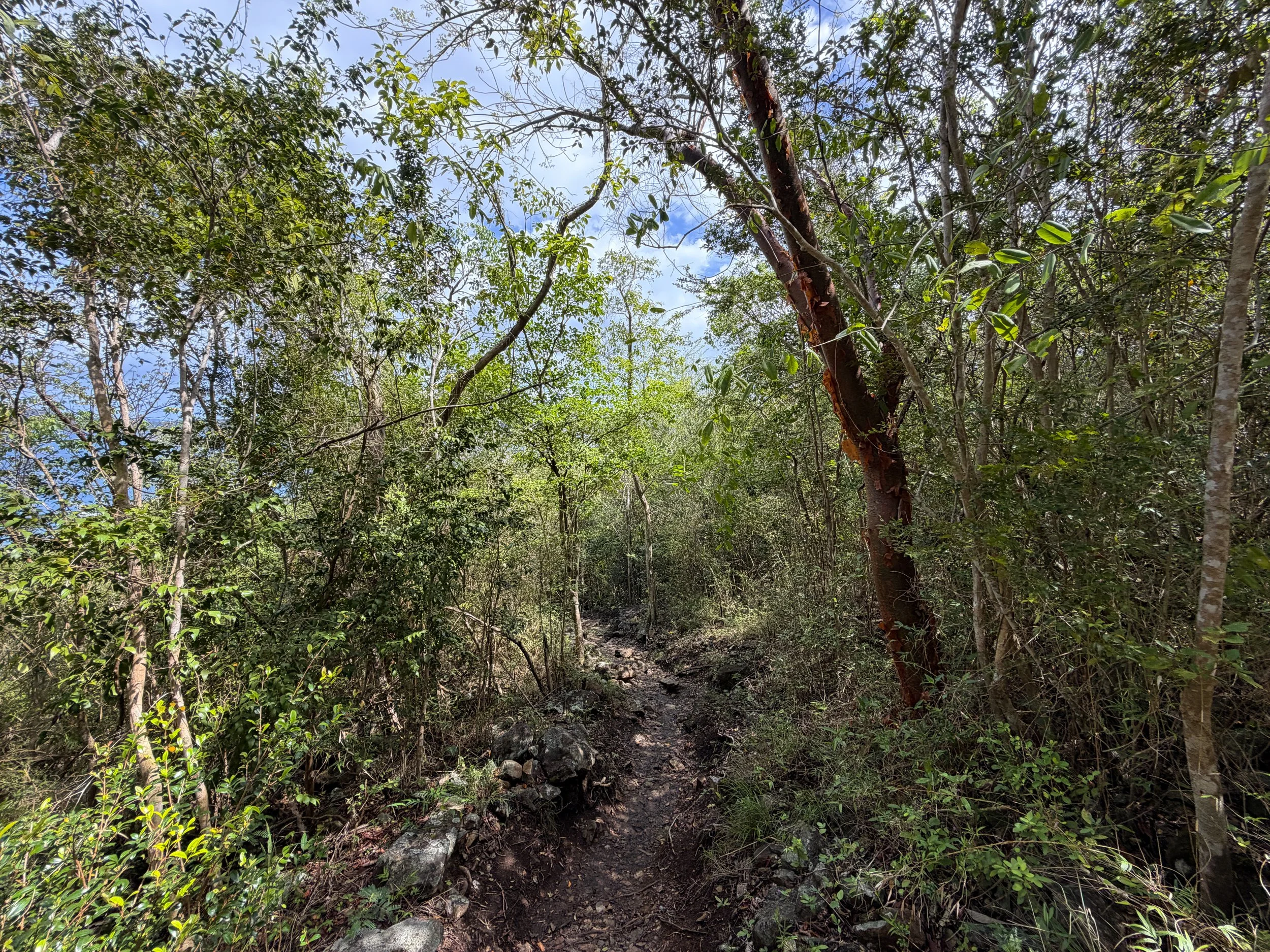 Lind Point Spur Trail Virgin Islands National Park