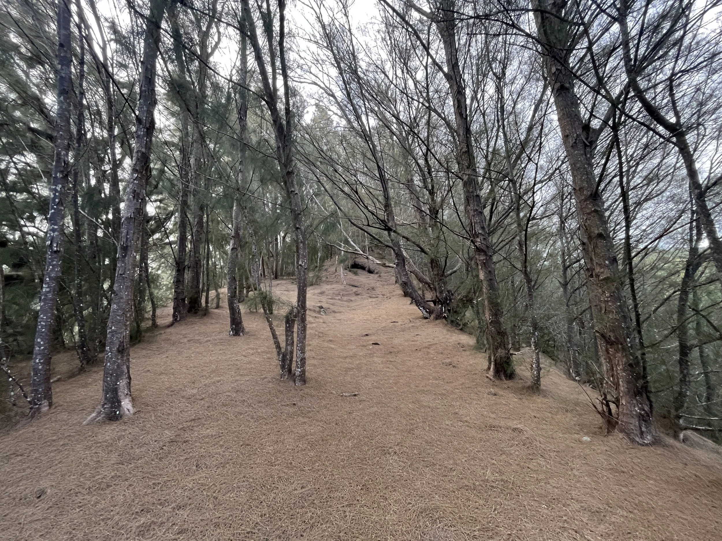 Hiking the Puʻu ʻO Kona Trail via Kuliʻouʻou Valley on Oʻahu — noahawaii