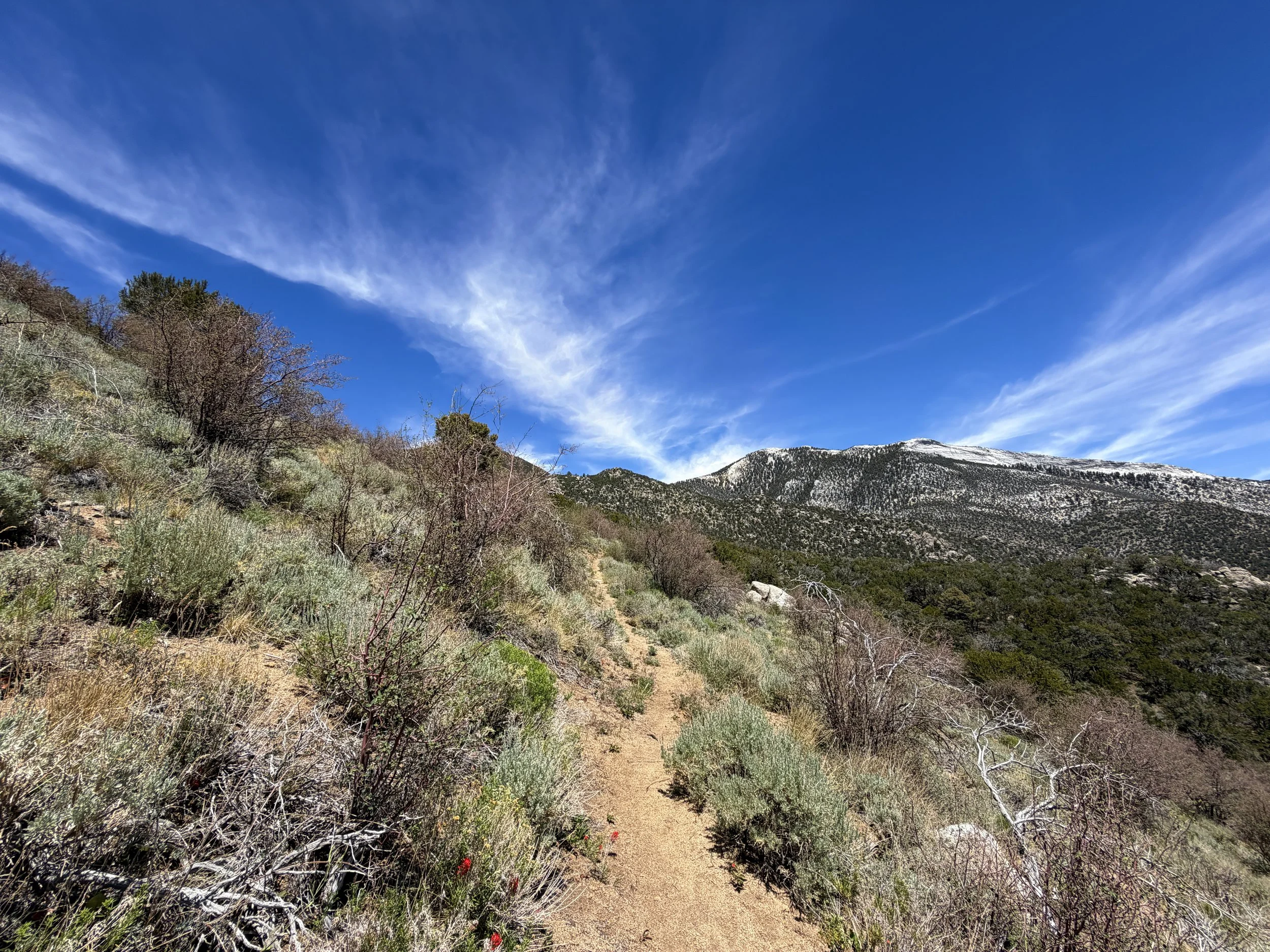 Serviceberry Hike Great Basin National Park Nevada