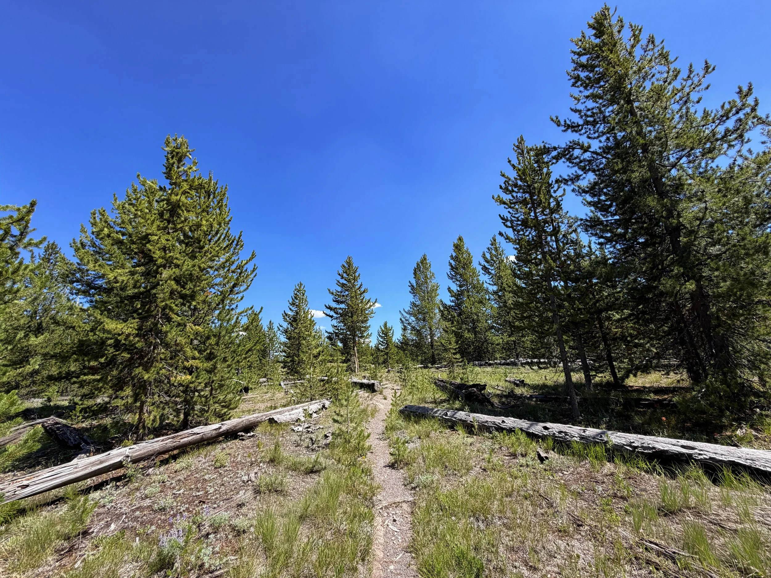 Fern Cascades Loop Trail Yellowstone National Park Wyoming